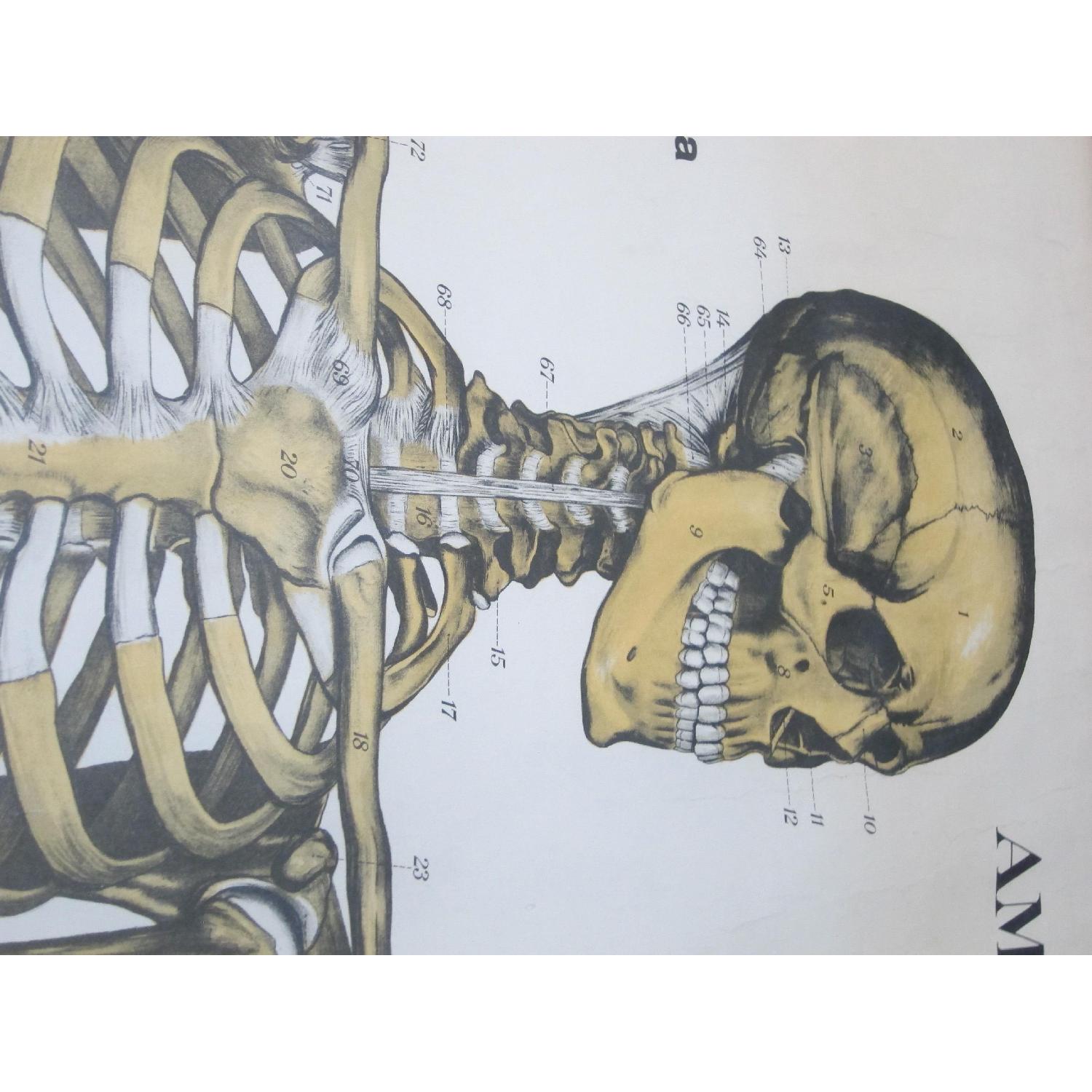 Vintage Medical Anatomy Skeleton Poster - image-4