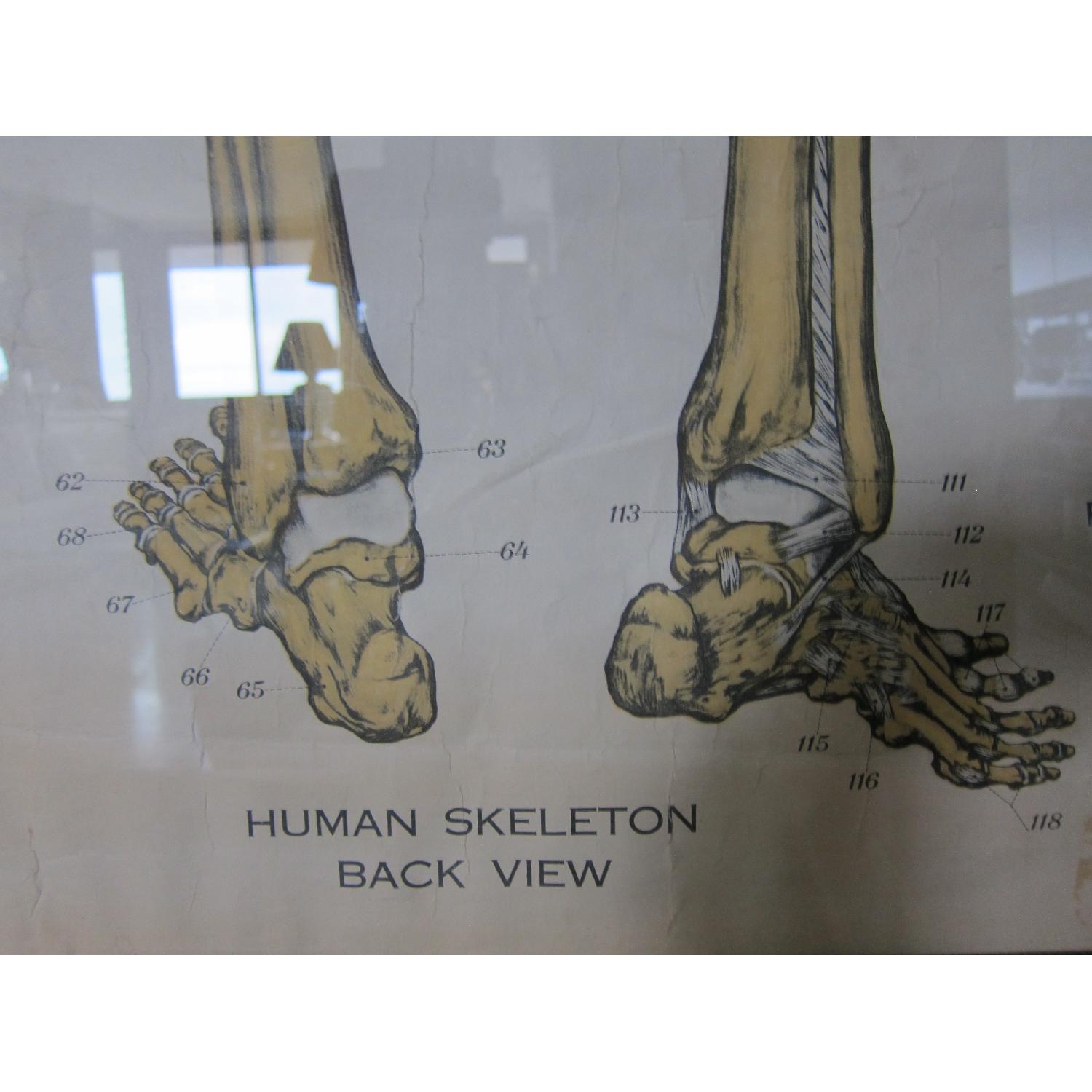 Vintage Medical Anatomy Skeleton Poster - image-5