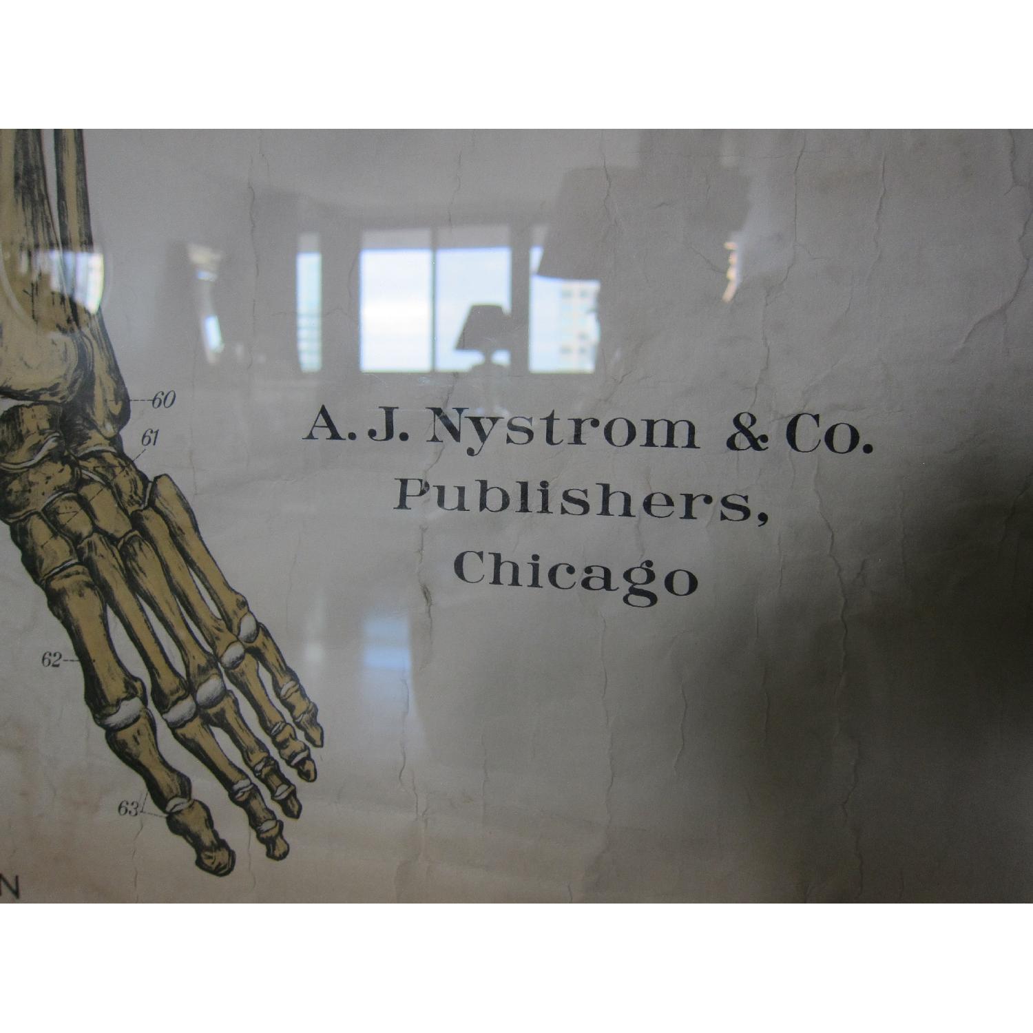 Vintage Medical Anatomy Skeleton Poster - image-6