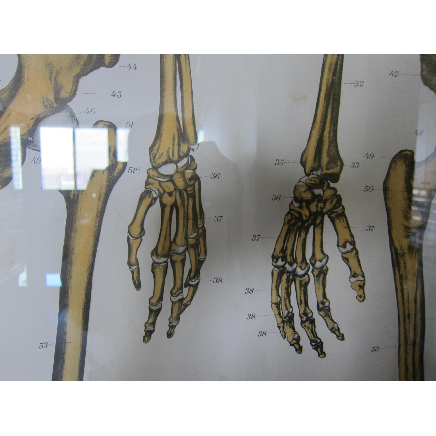 Vintage Medical Anatomy Skeleton Poster - image-7