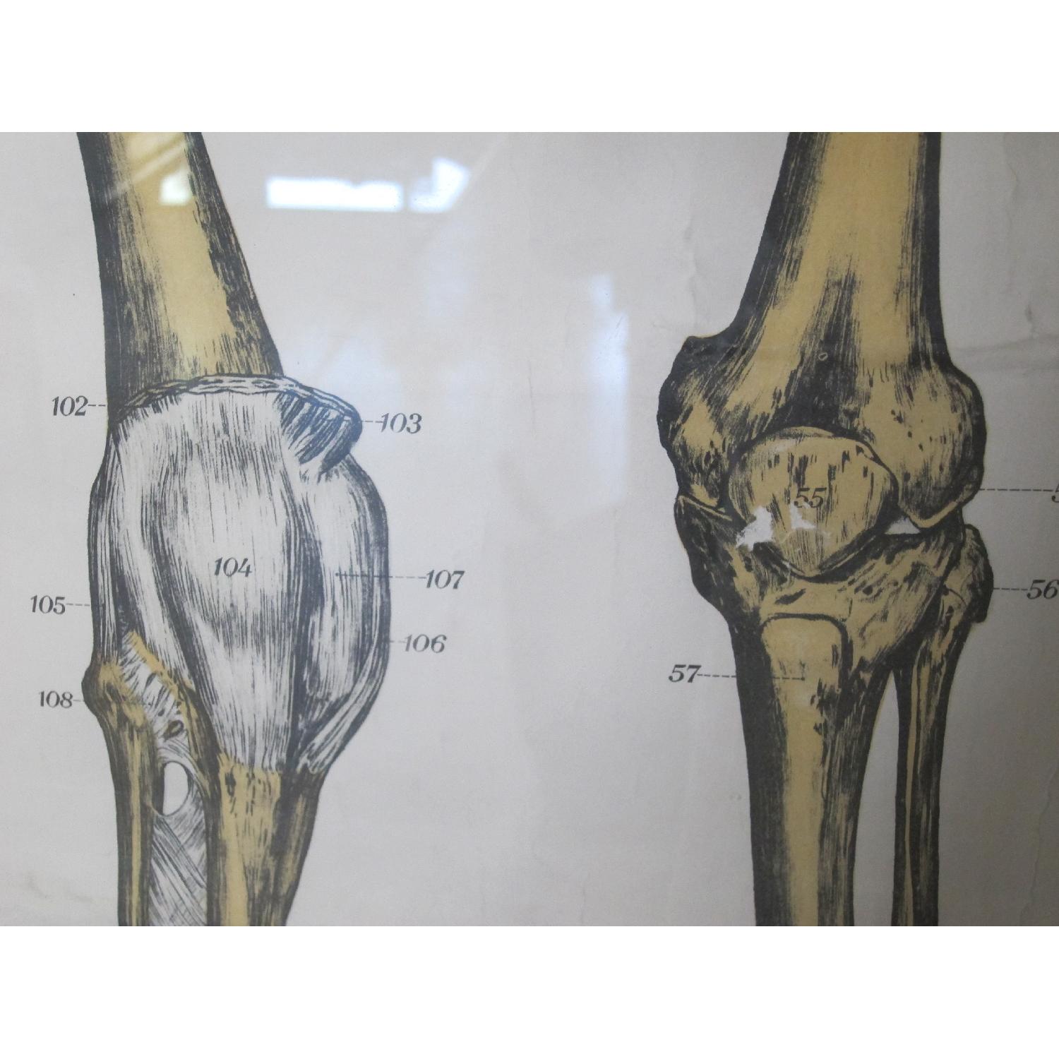 Vintage Medical Anatomy Skeleton Poster - image-8