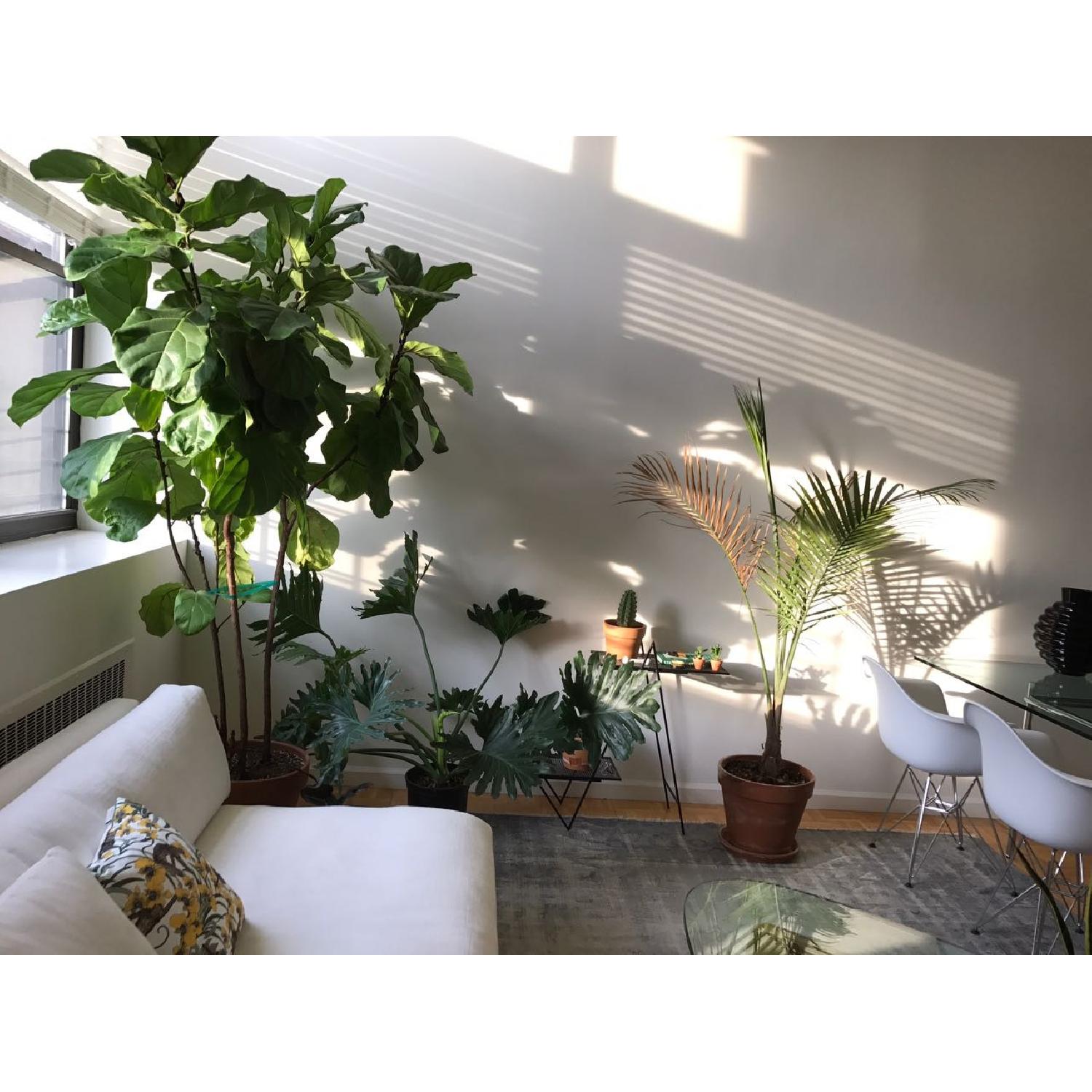 CB2 Angled Plant Stand - image-4