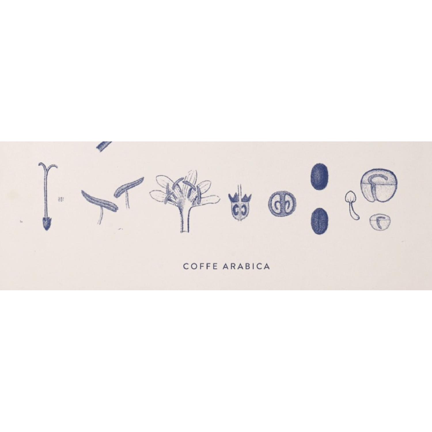BoConcept Coffee Arabica - image-2