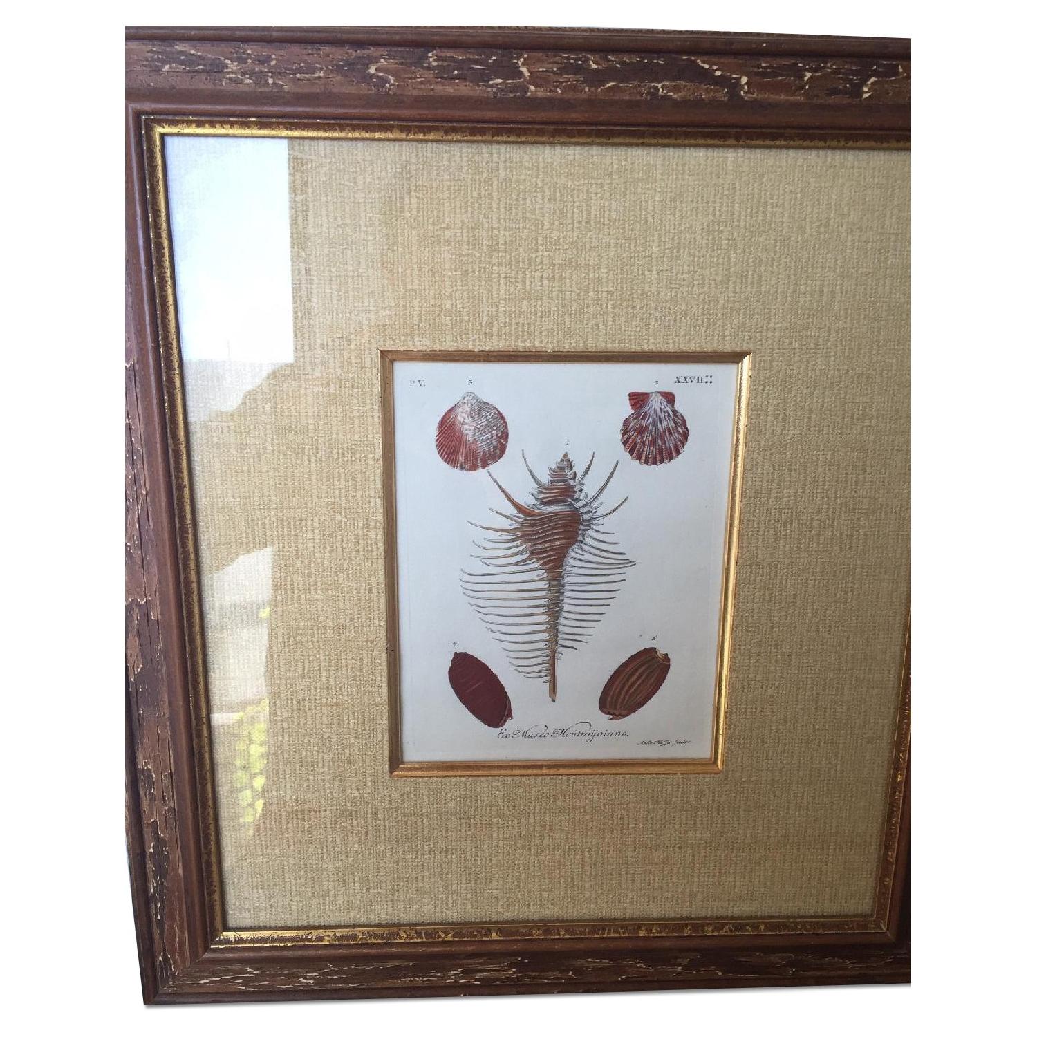 Vintage Framed Shell Print - AptDeco