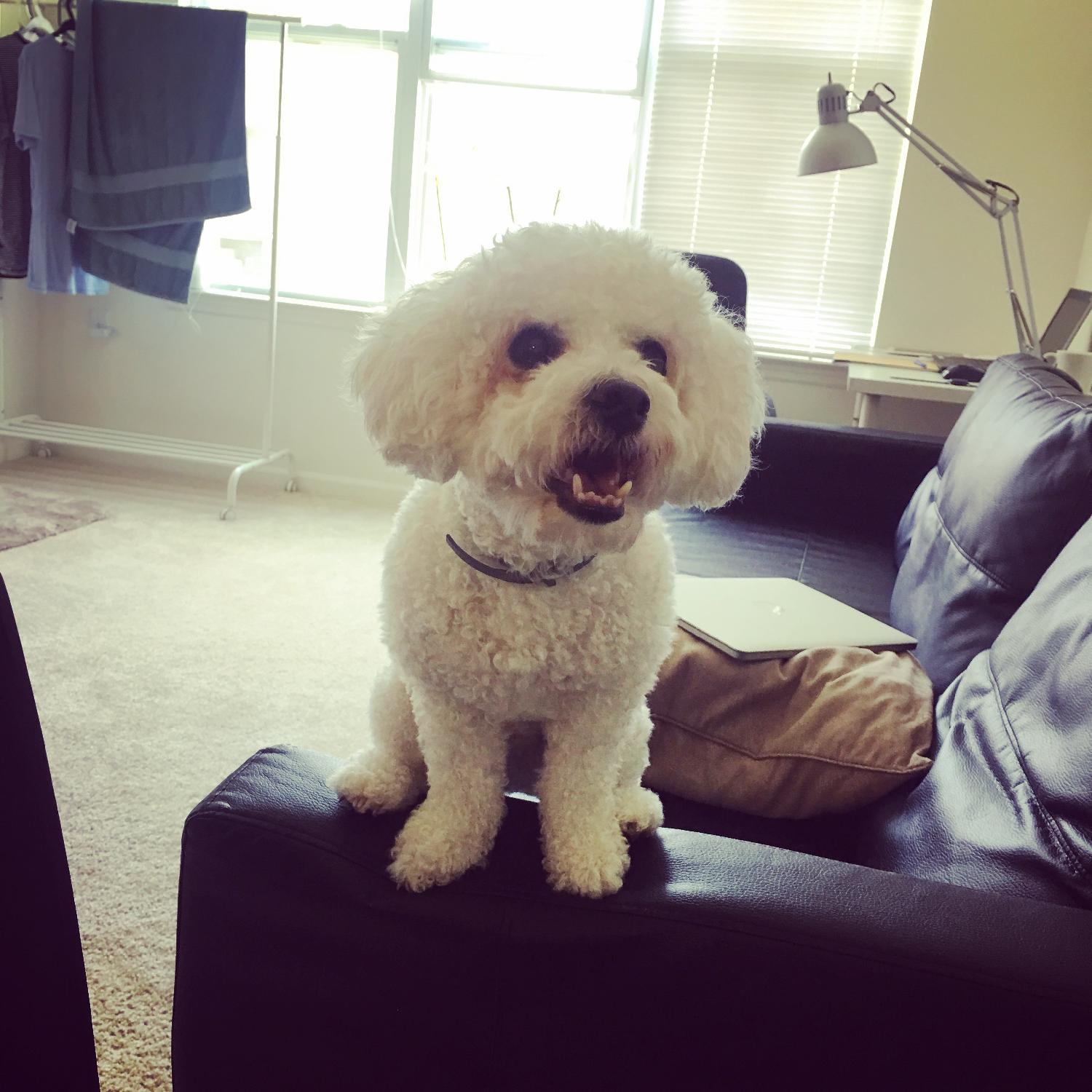 Ikea Friheten Sleeper Sofa in Bomstad Black - image-6