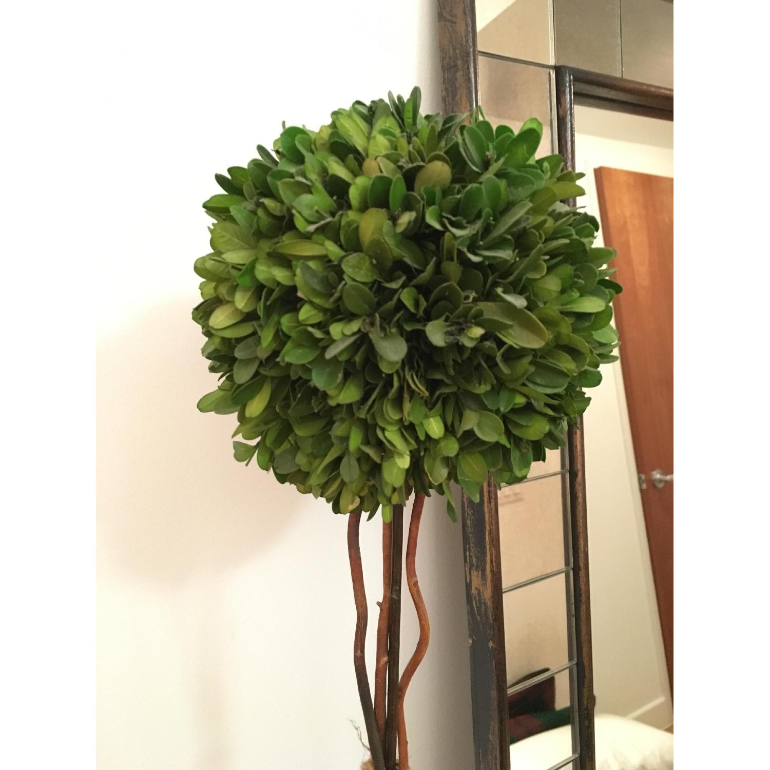 Restoration Hardware Faux Plant - image-3