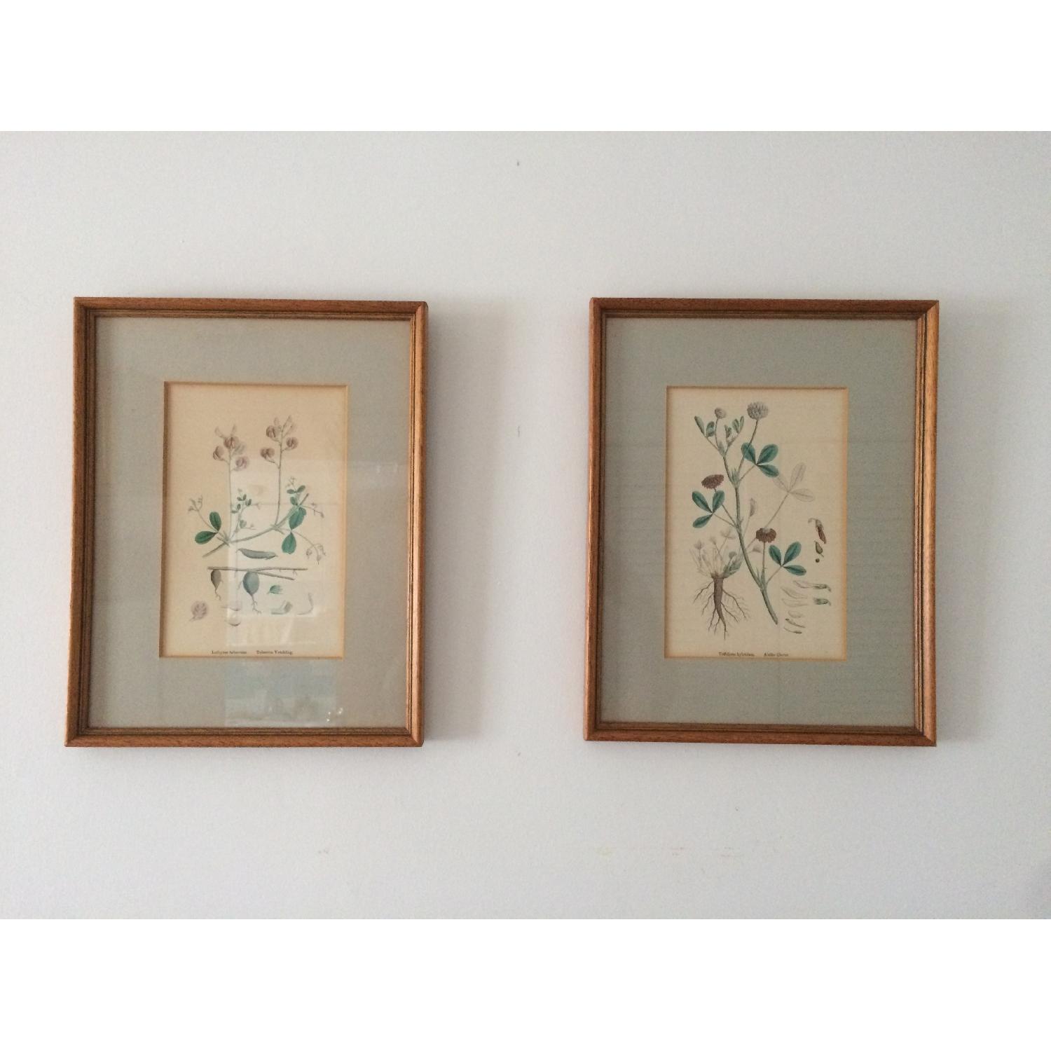 Maximus Antiques Vintage Floral Prints - image-1