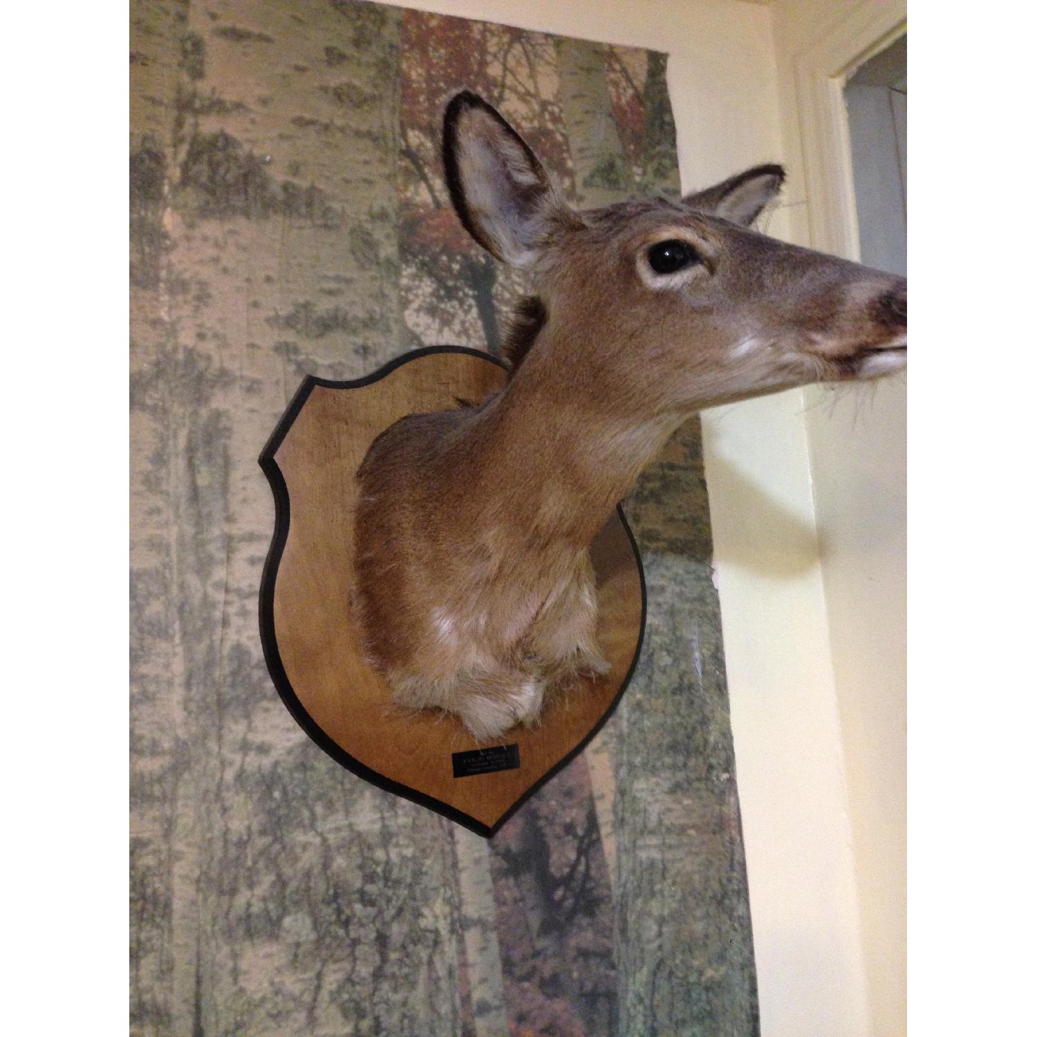 Original Taxidermy Wall Mount Deer Head/Doe - image-1
