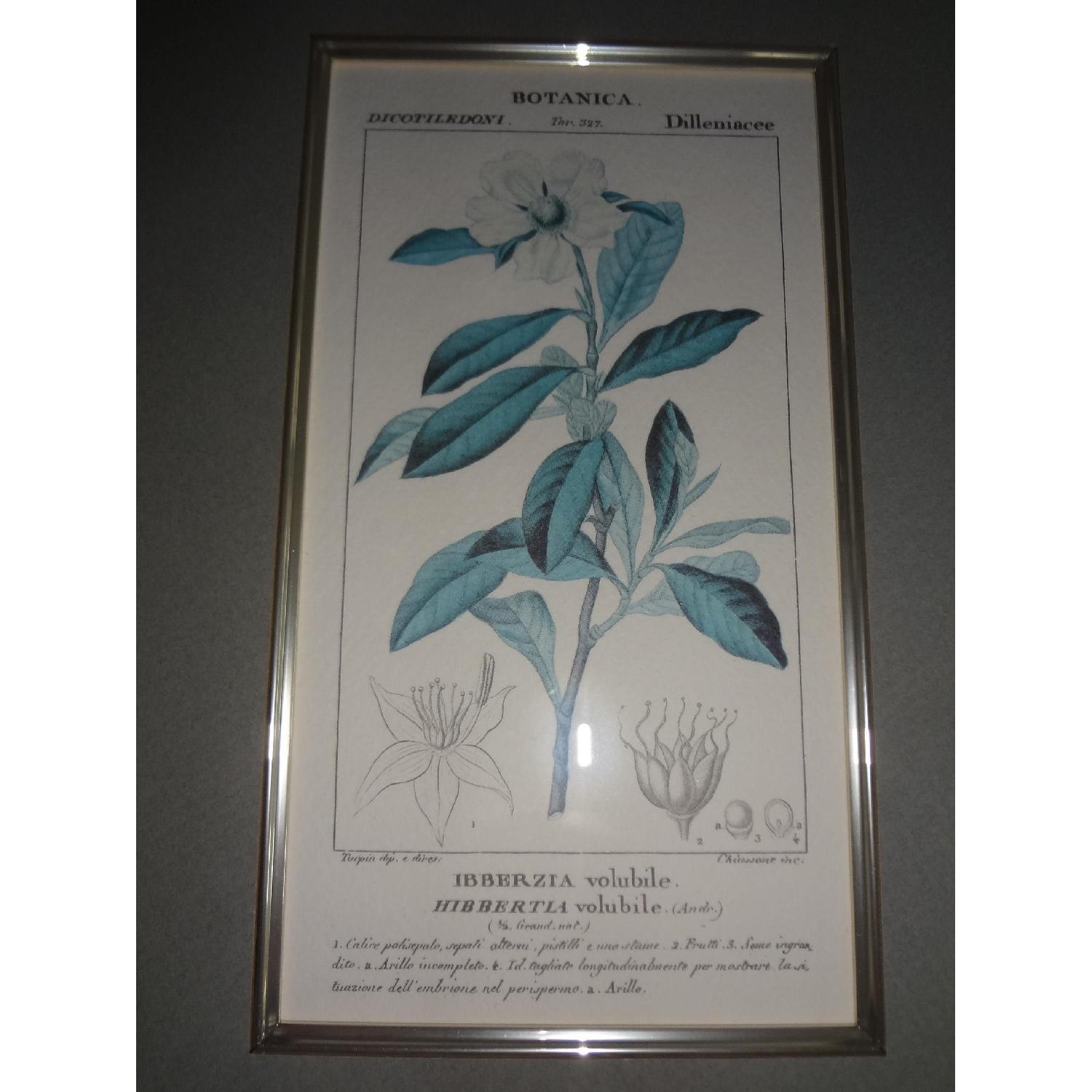 Antique Botanical Art Prints - image-4