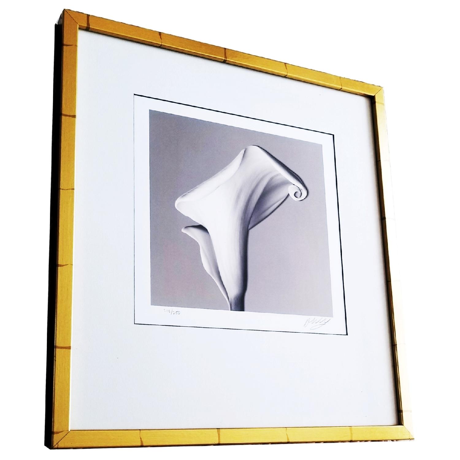 Calla Lily. Gelatin Silver Photograph Signed Ed.216/250 - image-1