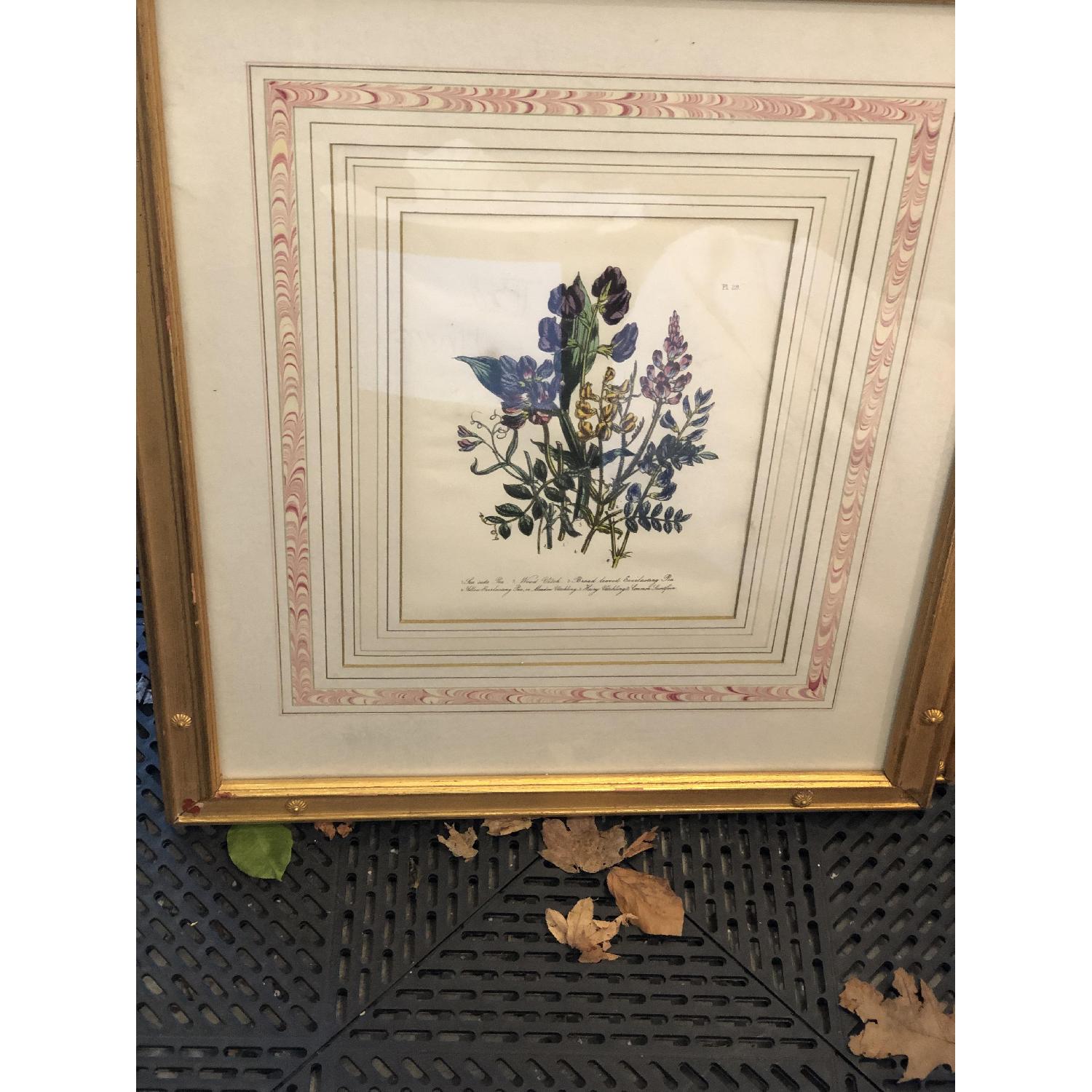 Jane Loudon Botanical Prints - image-1