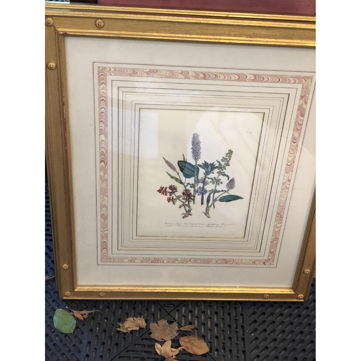 Jane Loudon Botanical Prints - image-4