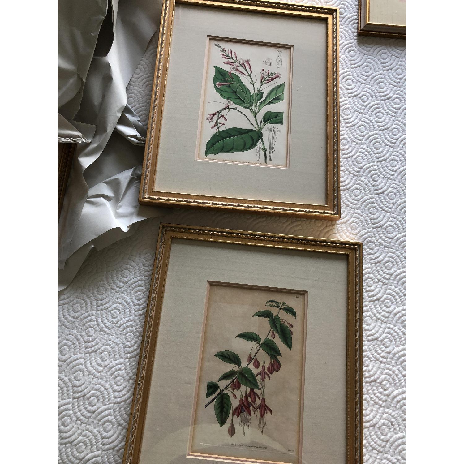 Vintage Curtis Botanical Prints - image-1