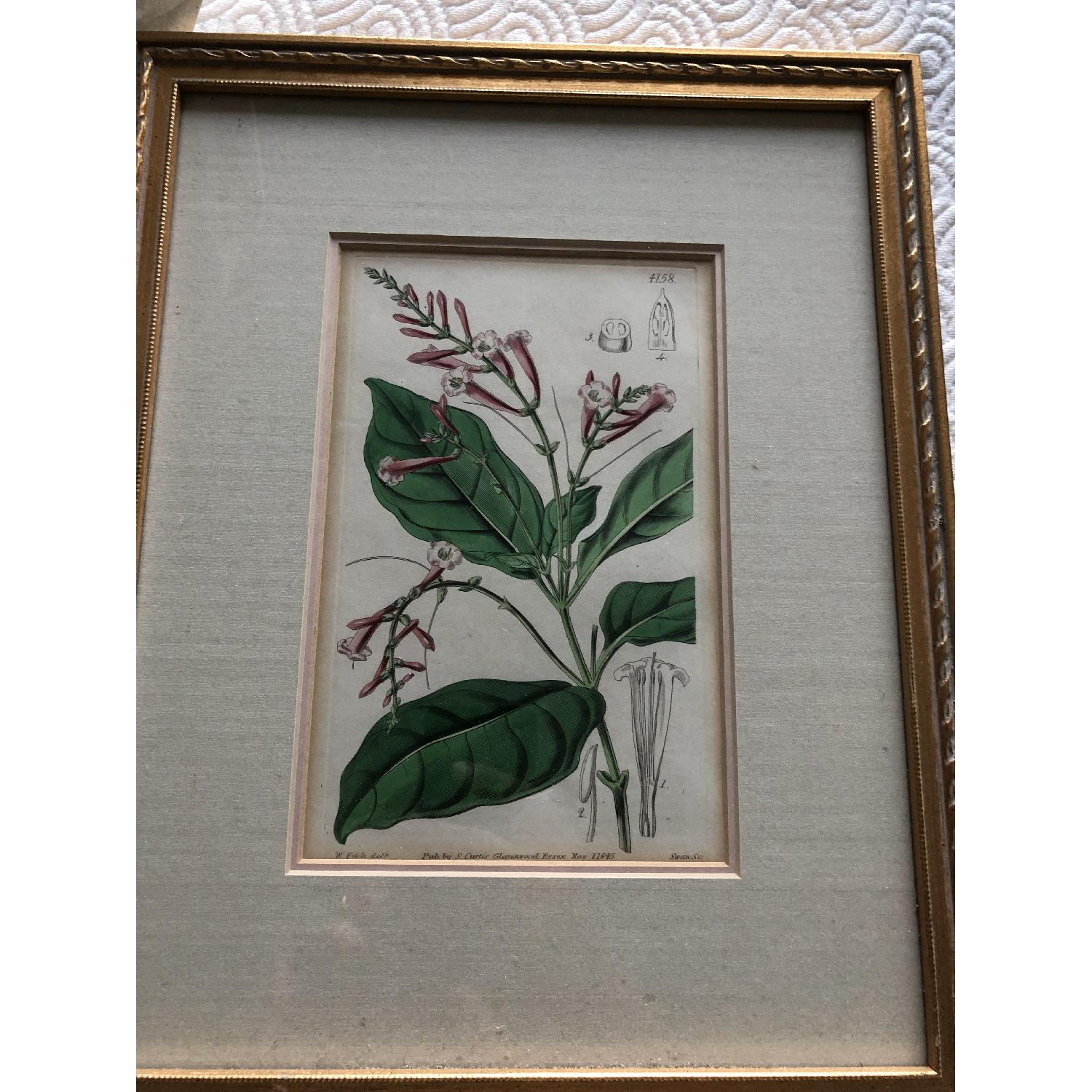 Vintage Curtis Botanical Prints - image-2