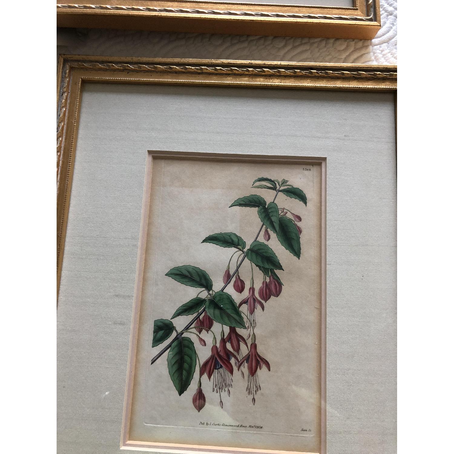 Vintage Curtis Botanical Prints - image-3