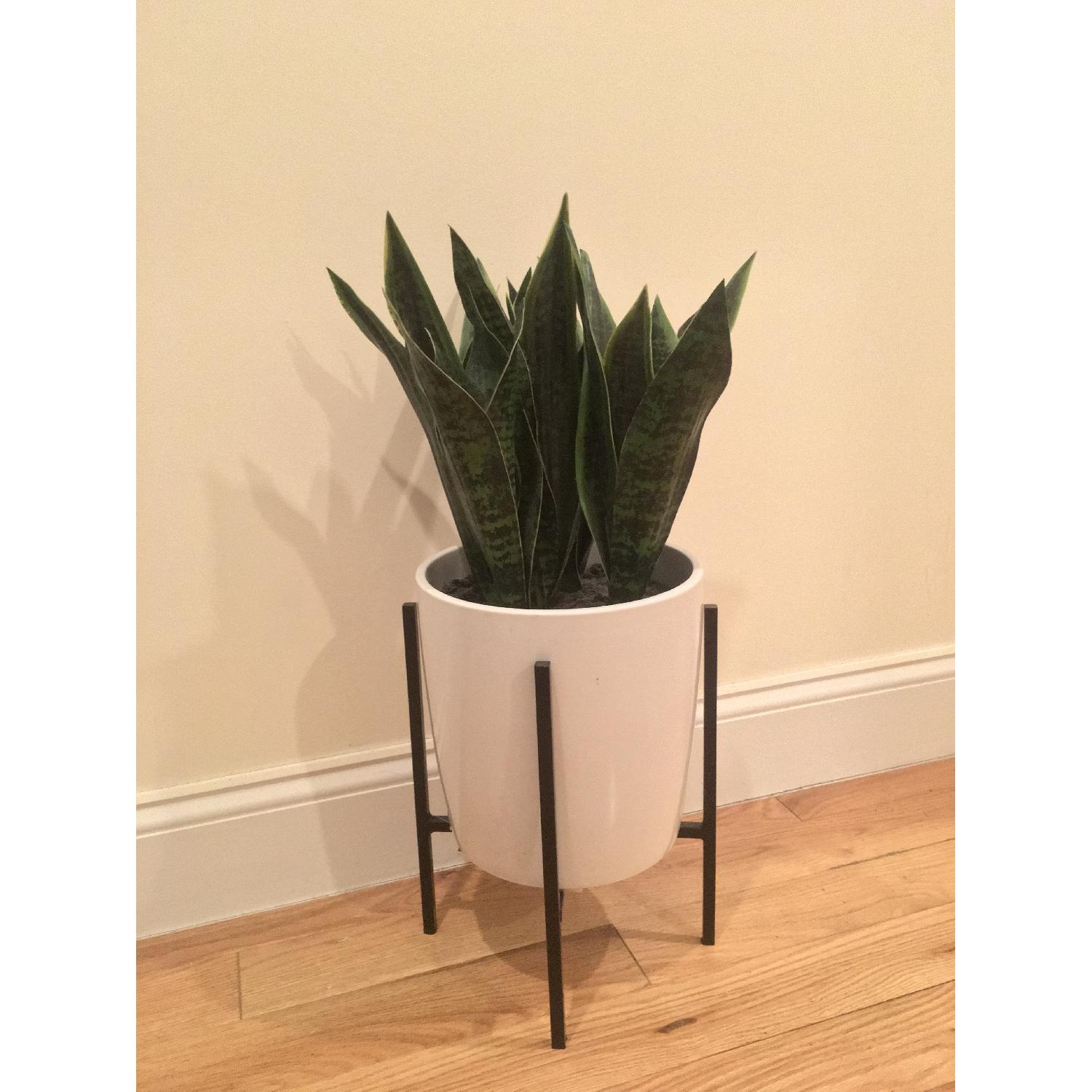Faux Snake Plant - image-1