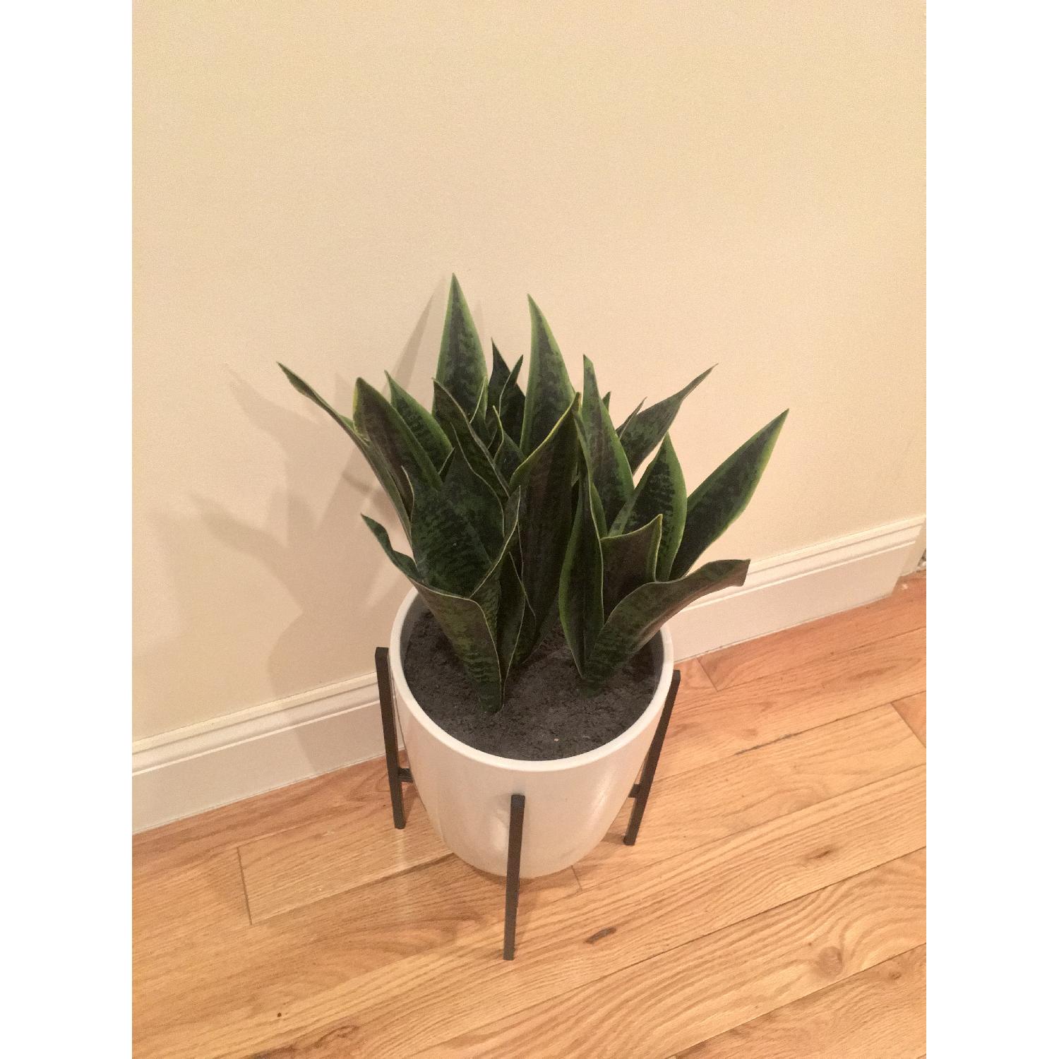 Faux Snake Plant - image-2