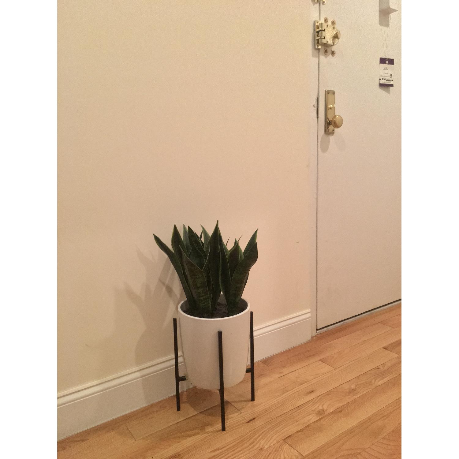 Faux Snake Plant - image-3