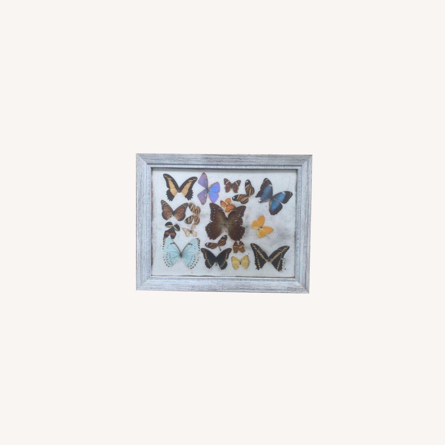 Real Framed Butterflies - image-0