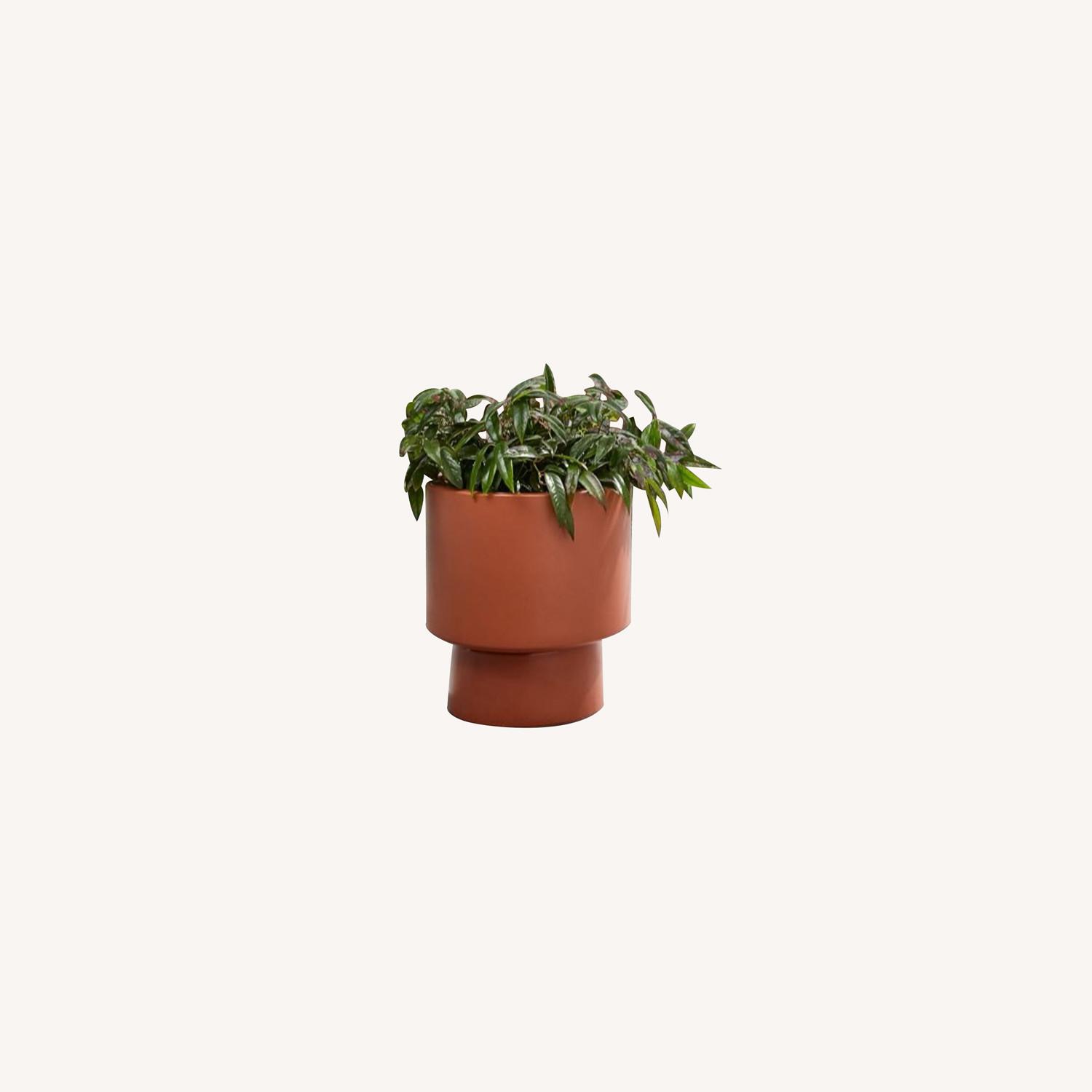 West Elm Bishop Planter, Wide, Terracotta - image-0