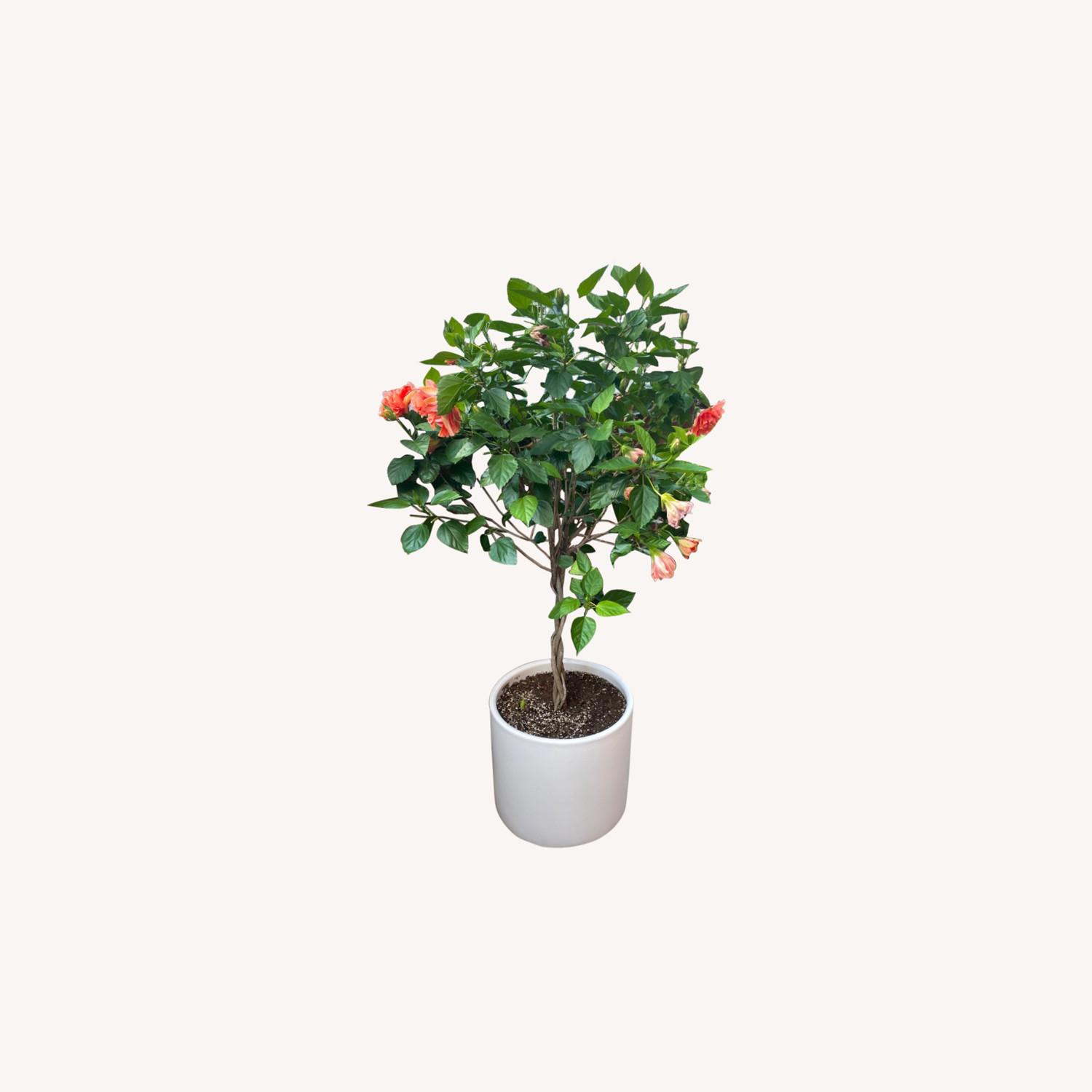 Home Depot Simple Ceramic White Pots (Plants Included) - image-0