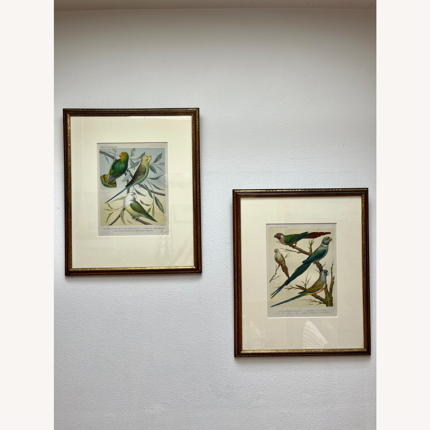 Framed Pair of Parakeet Pictures - image-12
