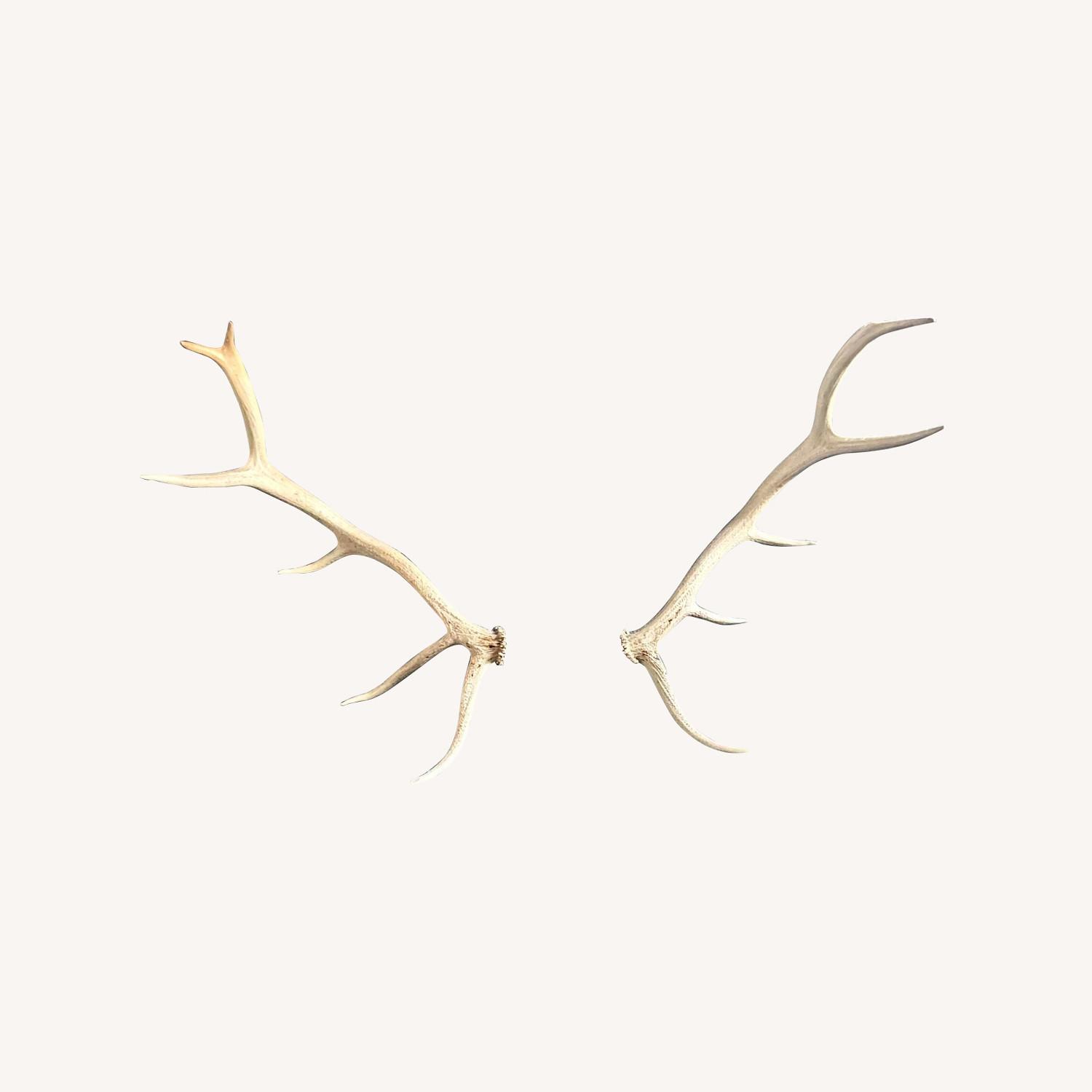 Genuine Elk Antlers - image-0