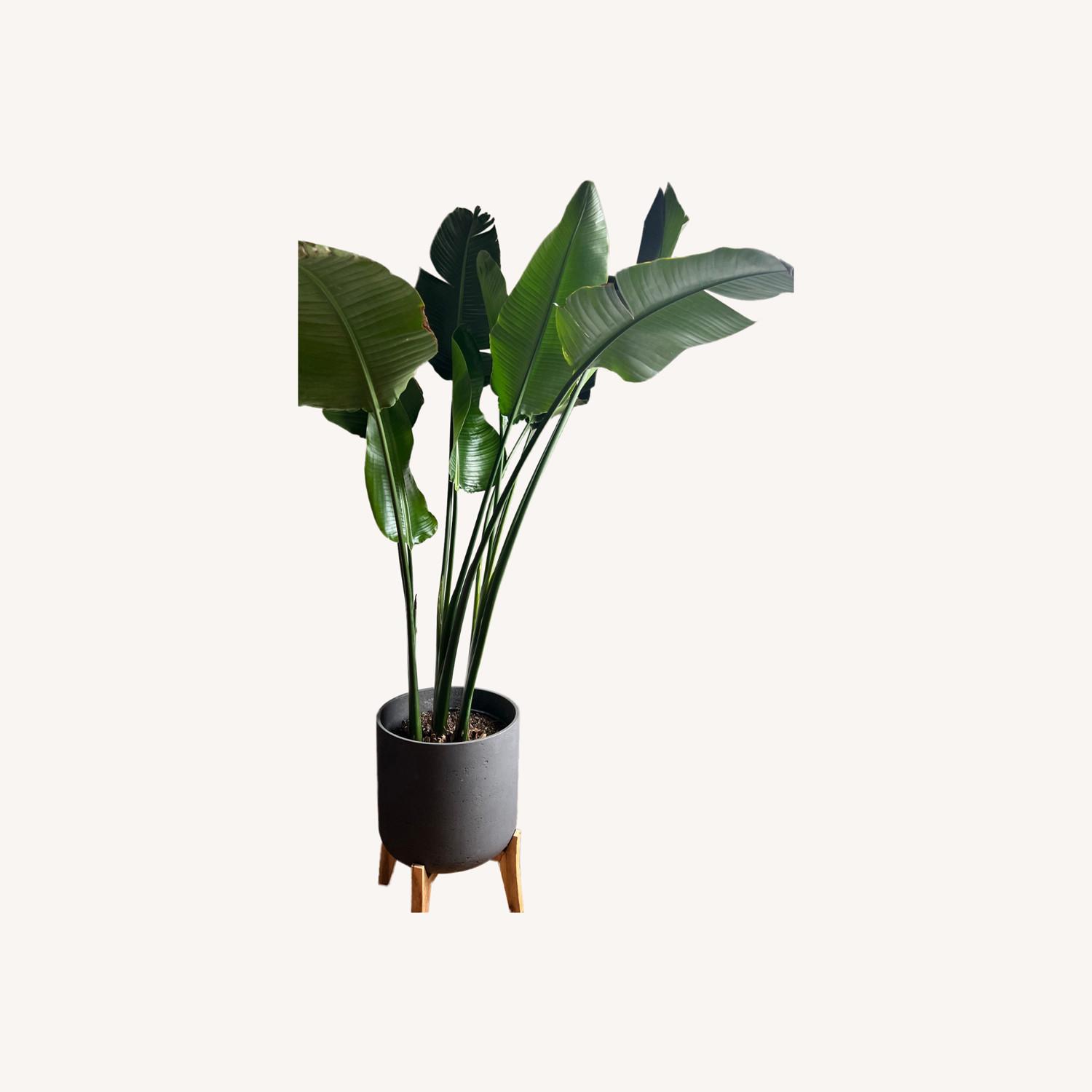 7 Foot Tall Bird of Paradise Plant and Planter - image-0