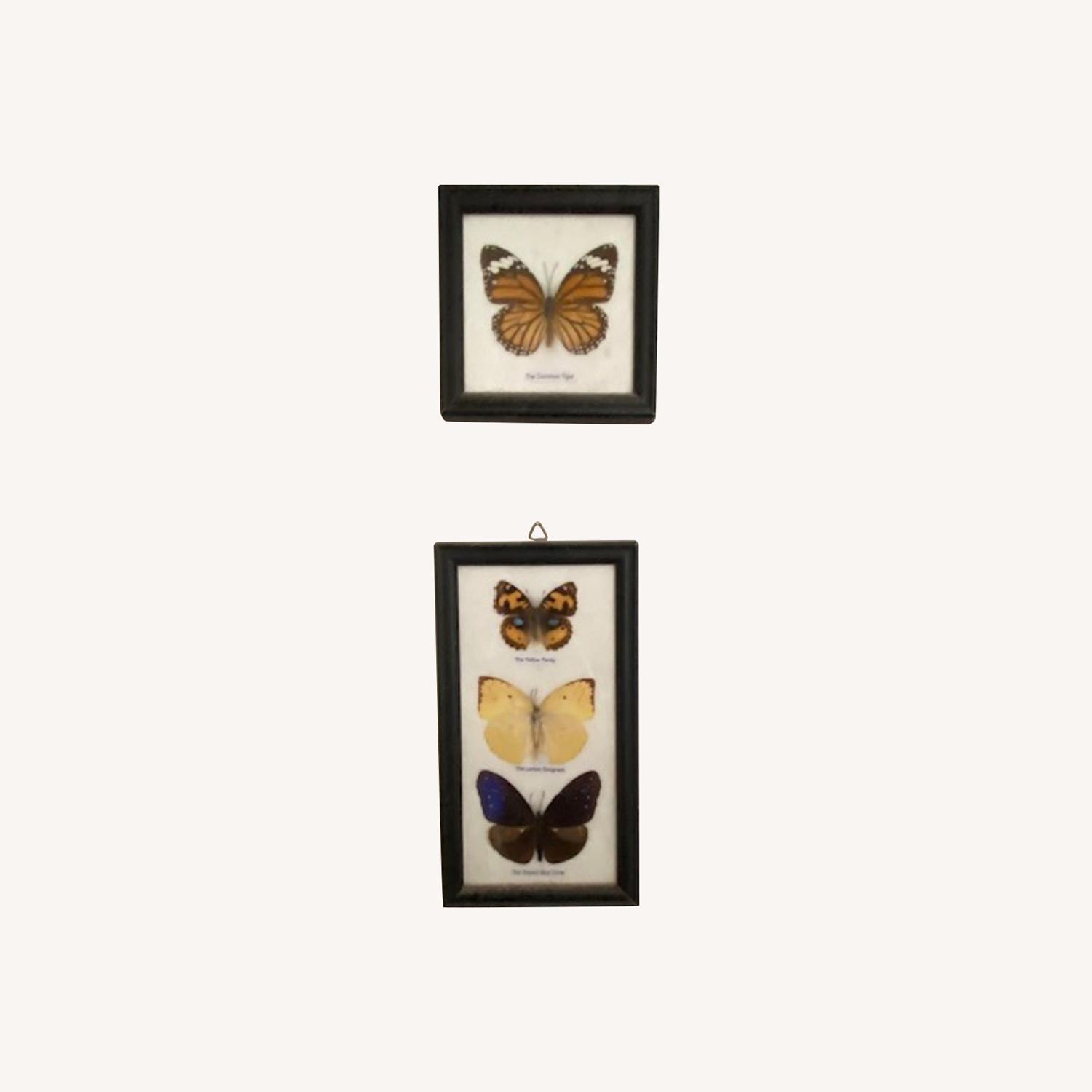 Paxton Gate Framed Butterflies--Set - image-0