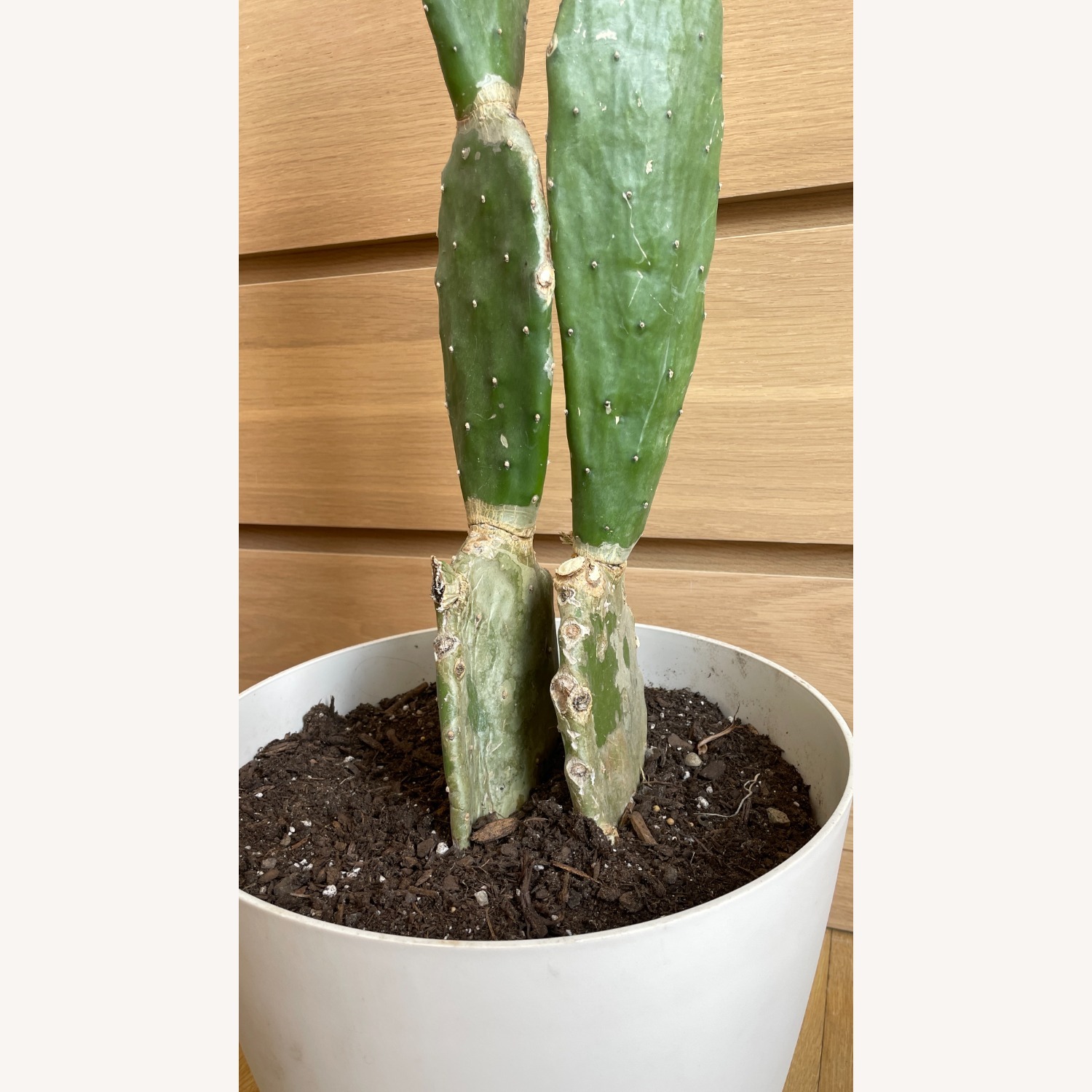 XL Cactus in Planter - image-2