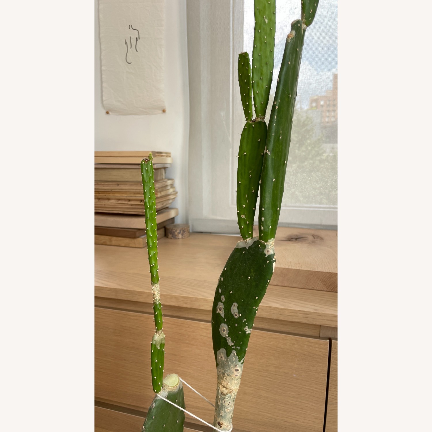 XL Cactus in Planter - image-5