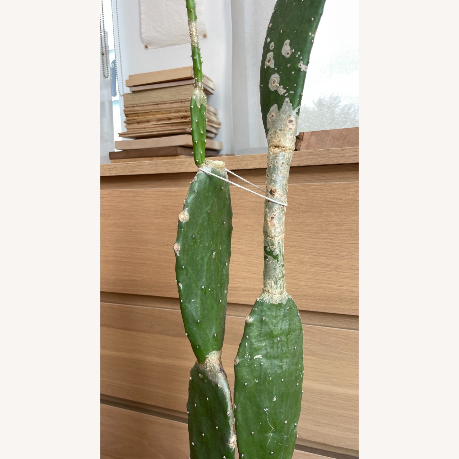 XL Cactus in Planter - image-1