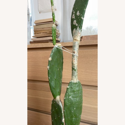 Used XL Cactus in Planter for sale on AptDeco