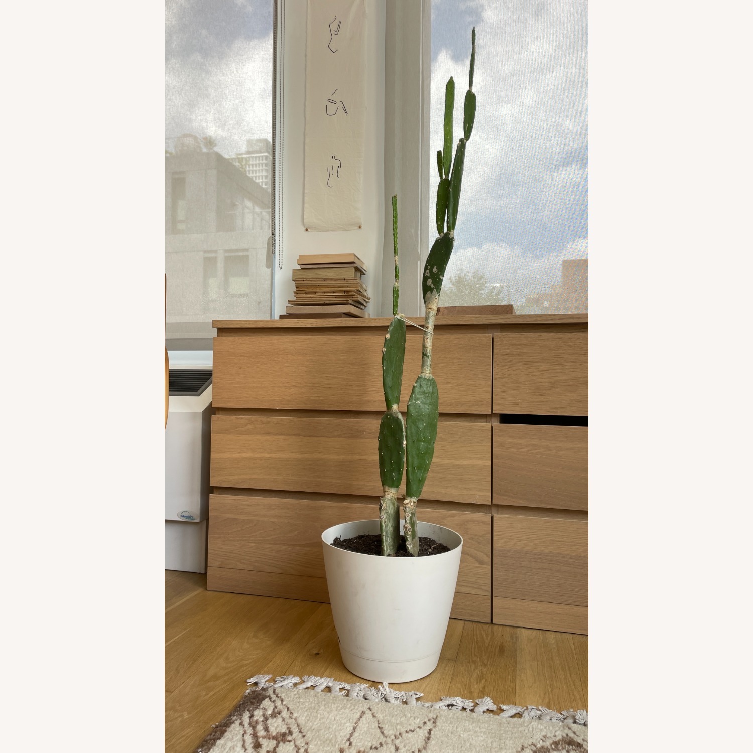 XL Cactus in Planter - image-0