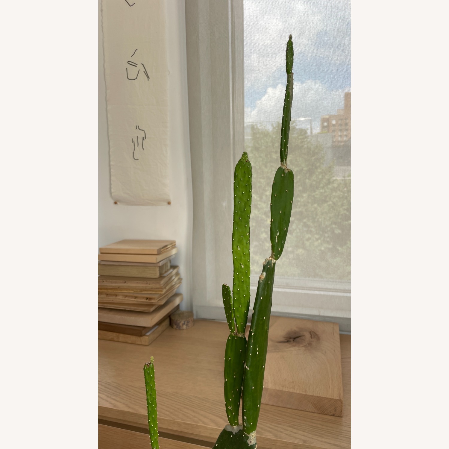 XL Cactus in Planter - image-6
