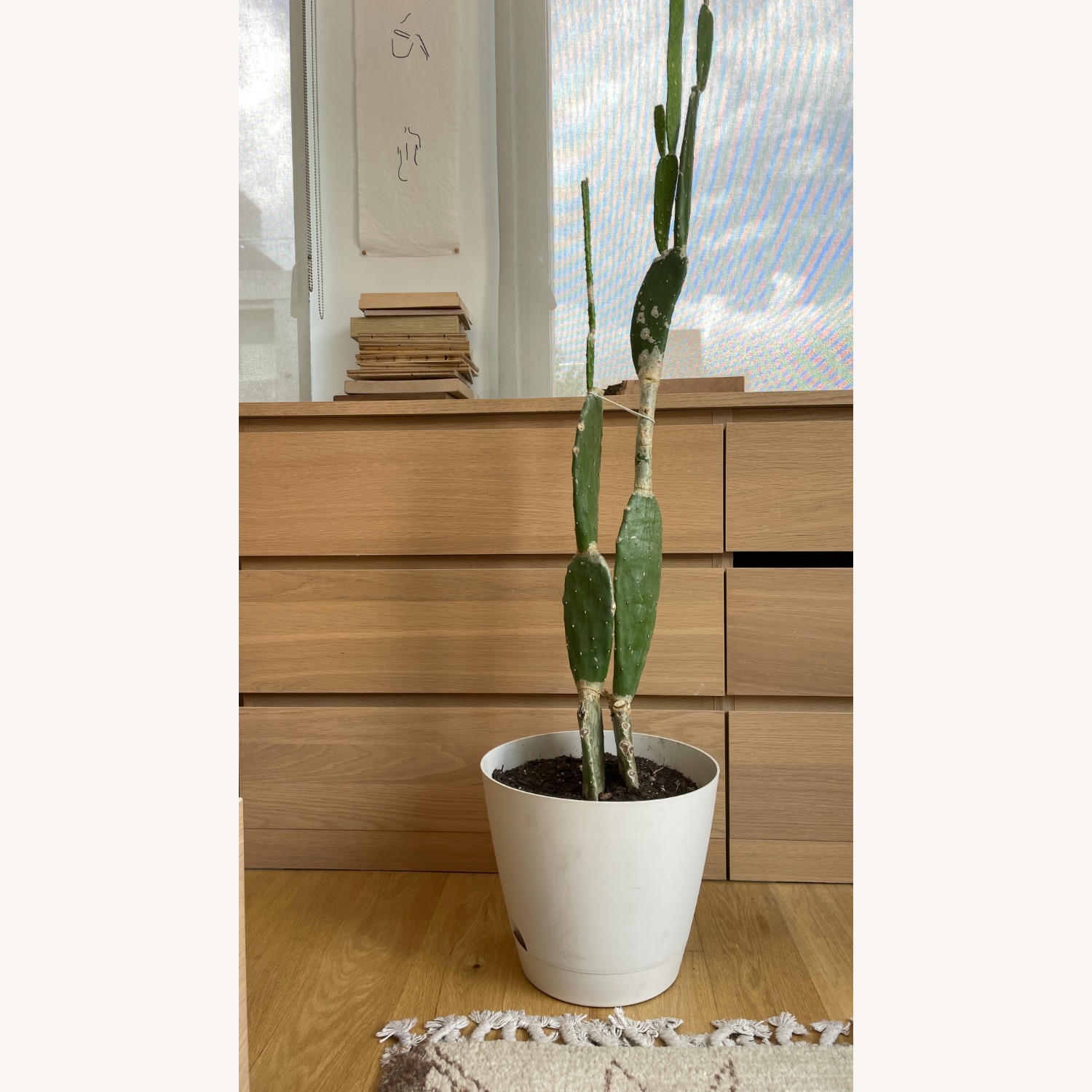 XL Cactus in Planter - image-4