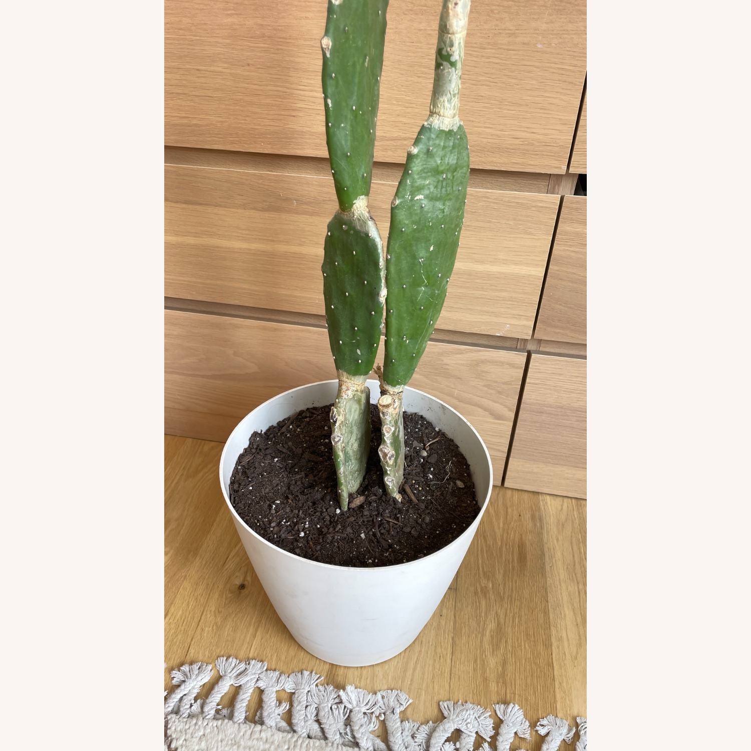XL Cactus in Planter - image-3