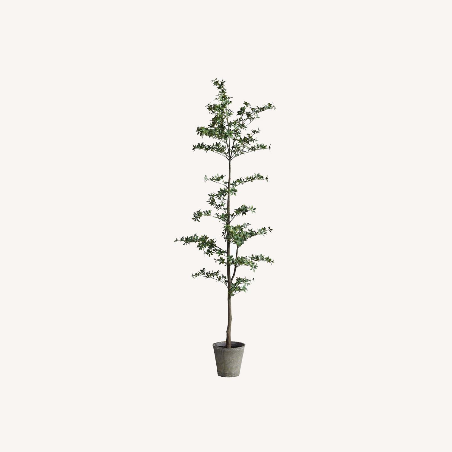 Pottery Barn Faux Black Olive Tree - image-0