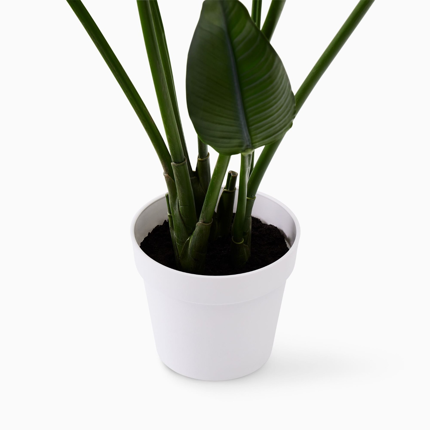 West Elm Faux Potted Bird of Paradise Plant - image-1