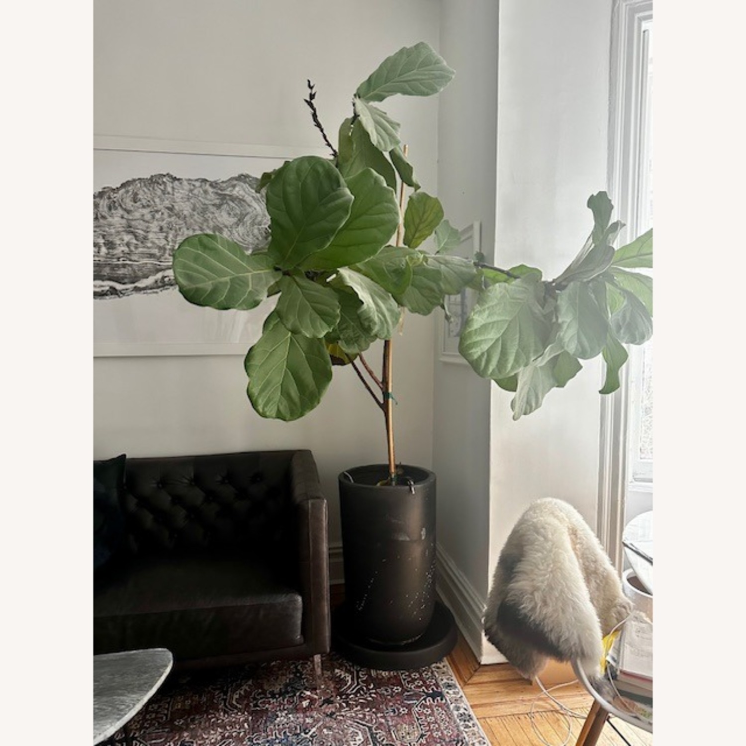Large REAL Fiddle Leaf Fig Potted Tree - image-1