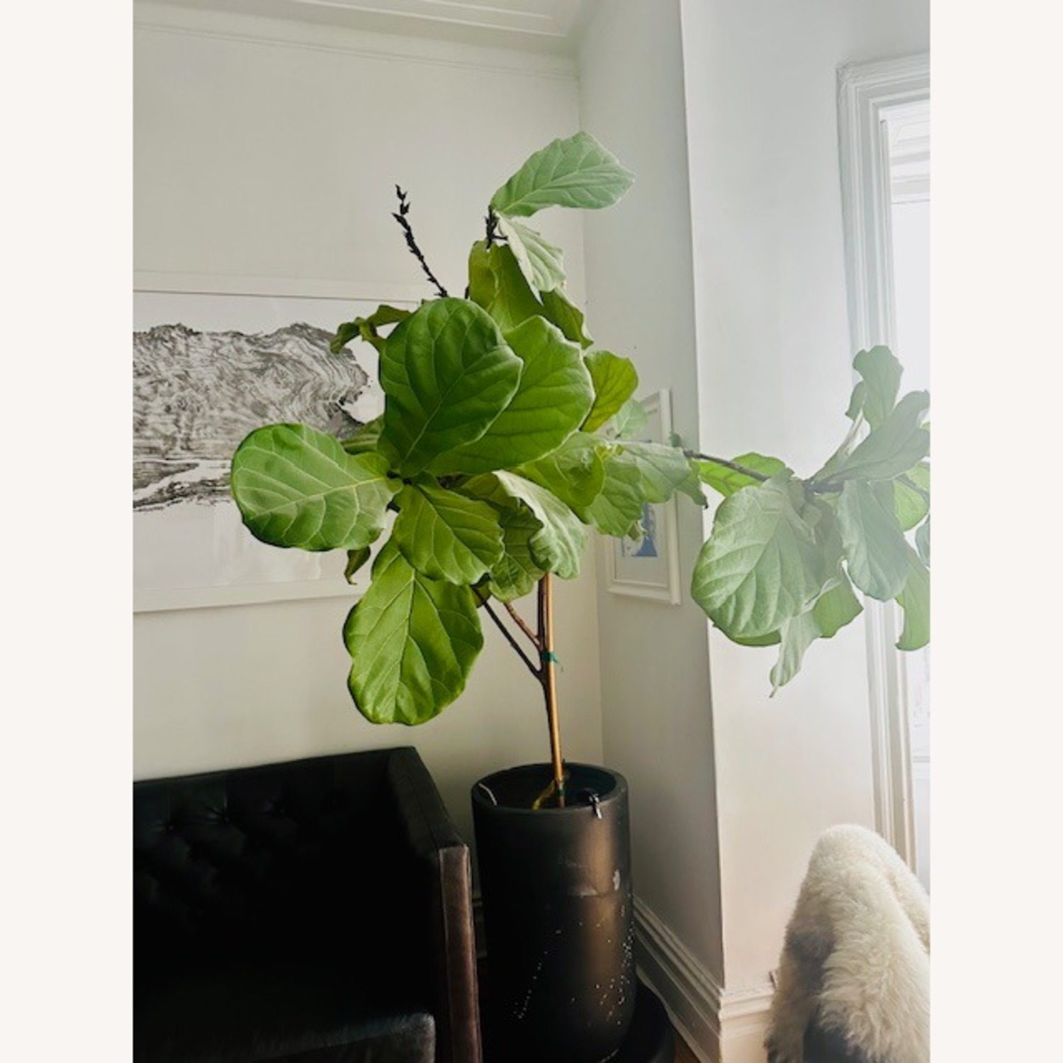Large REAL Fiddle Leaf Fig Potted Tree - image-2
