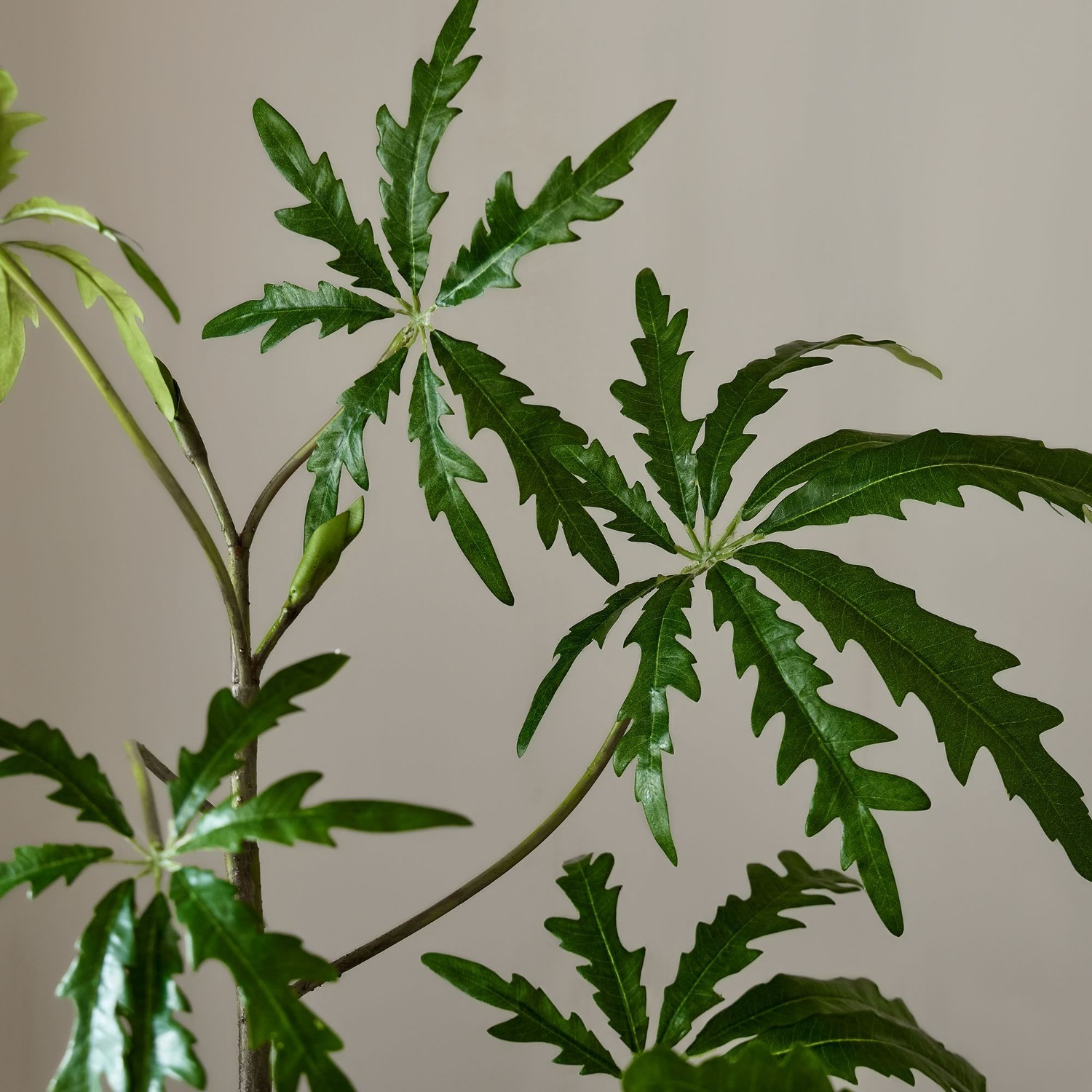 West Elm Faux Potted Brachychyton Rupestris Tree - image-2