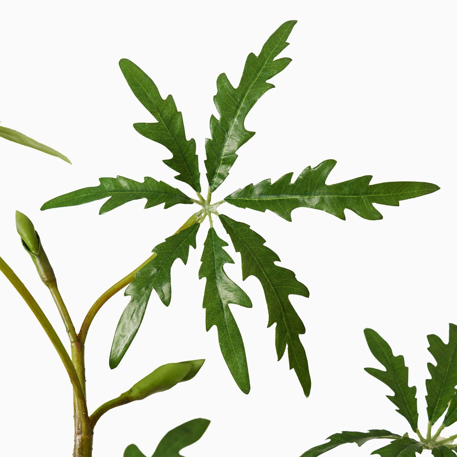 West Elm Faux Potted Brachychyton Rupestris Tree - image-1