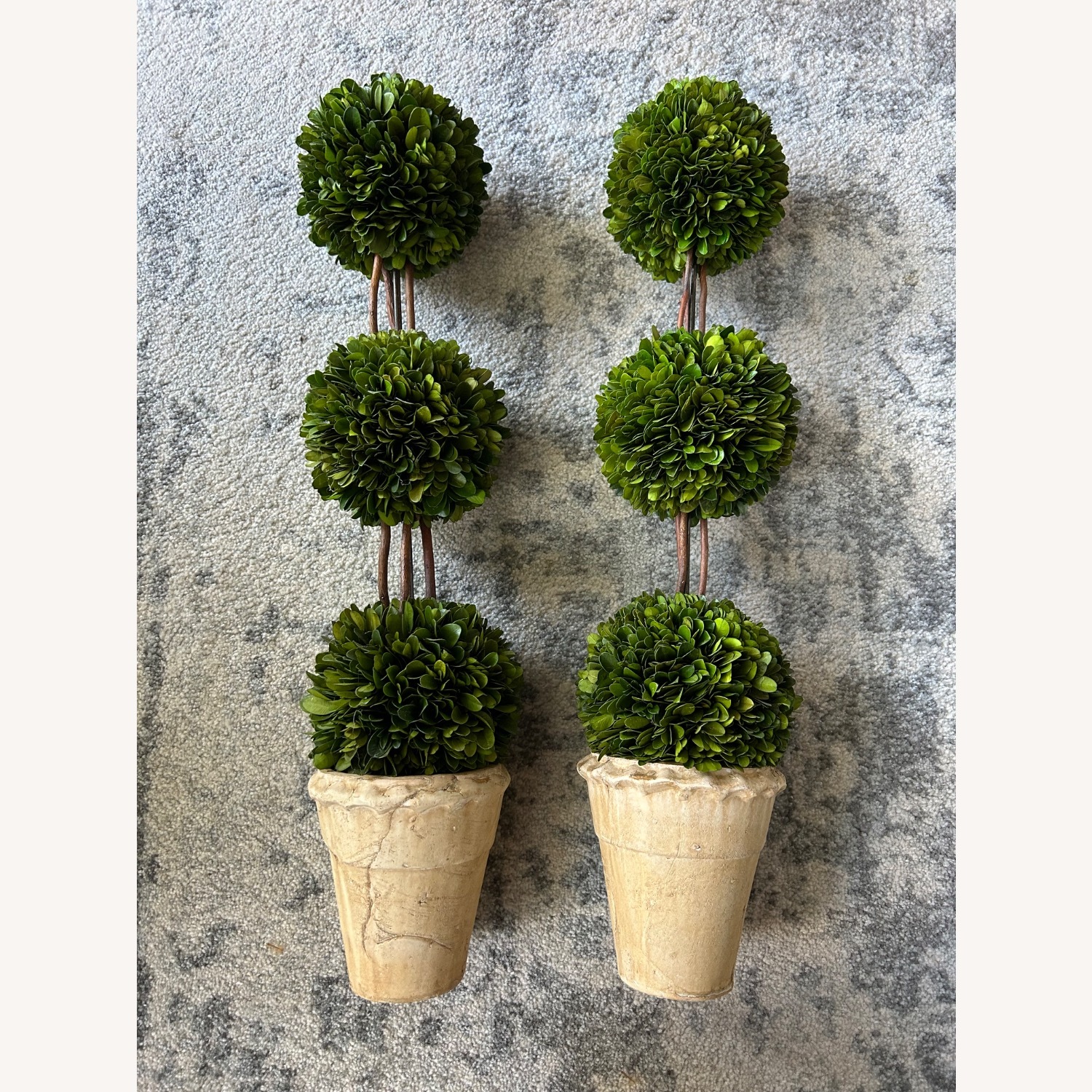 Ballard Designs Large Boxwoods - image-2