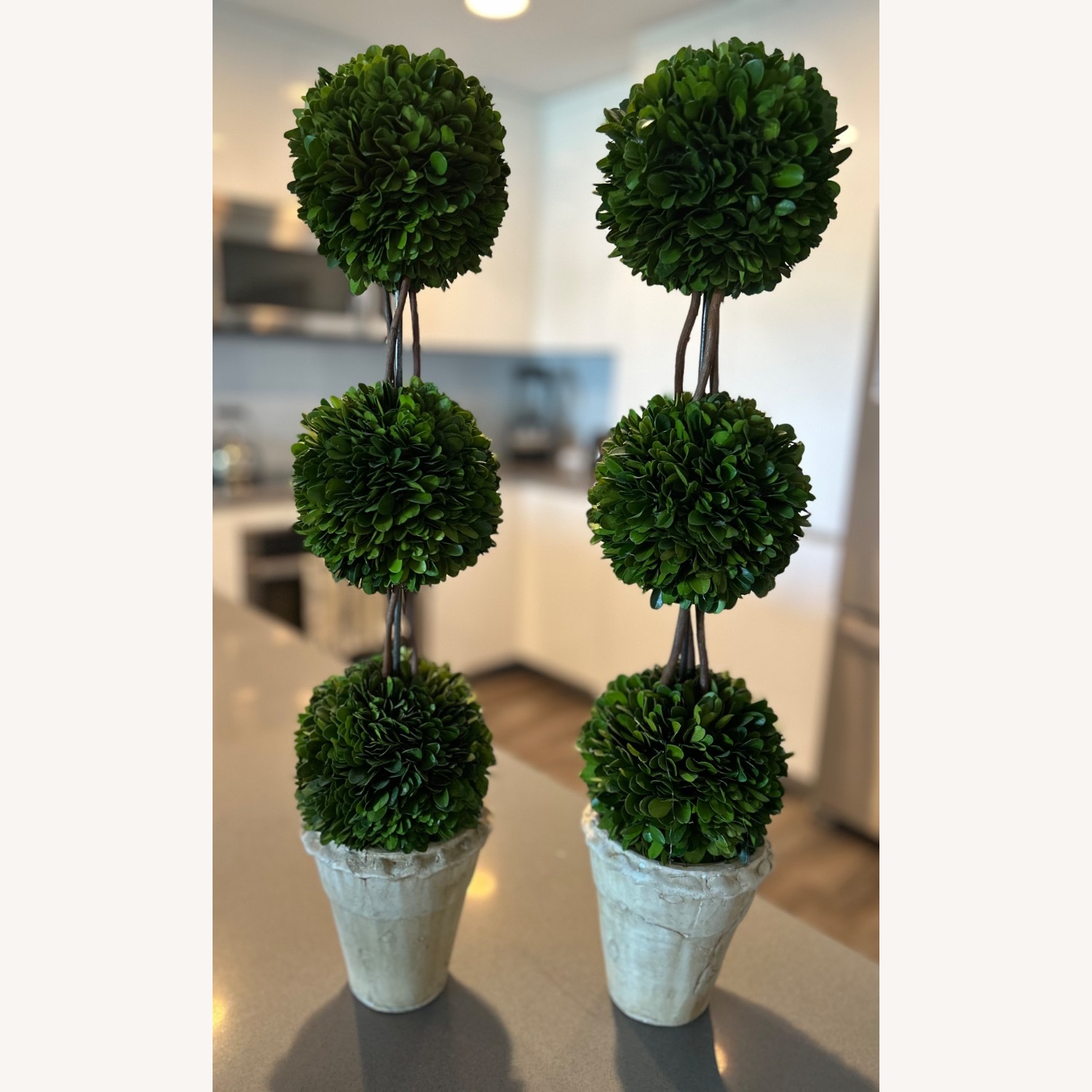 Ballard Designs Large Boxwoods - image-1