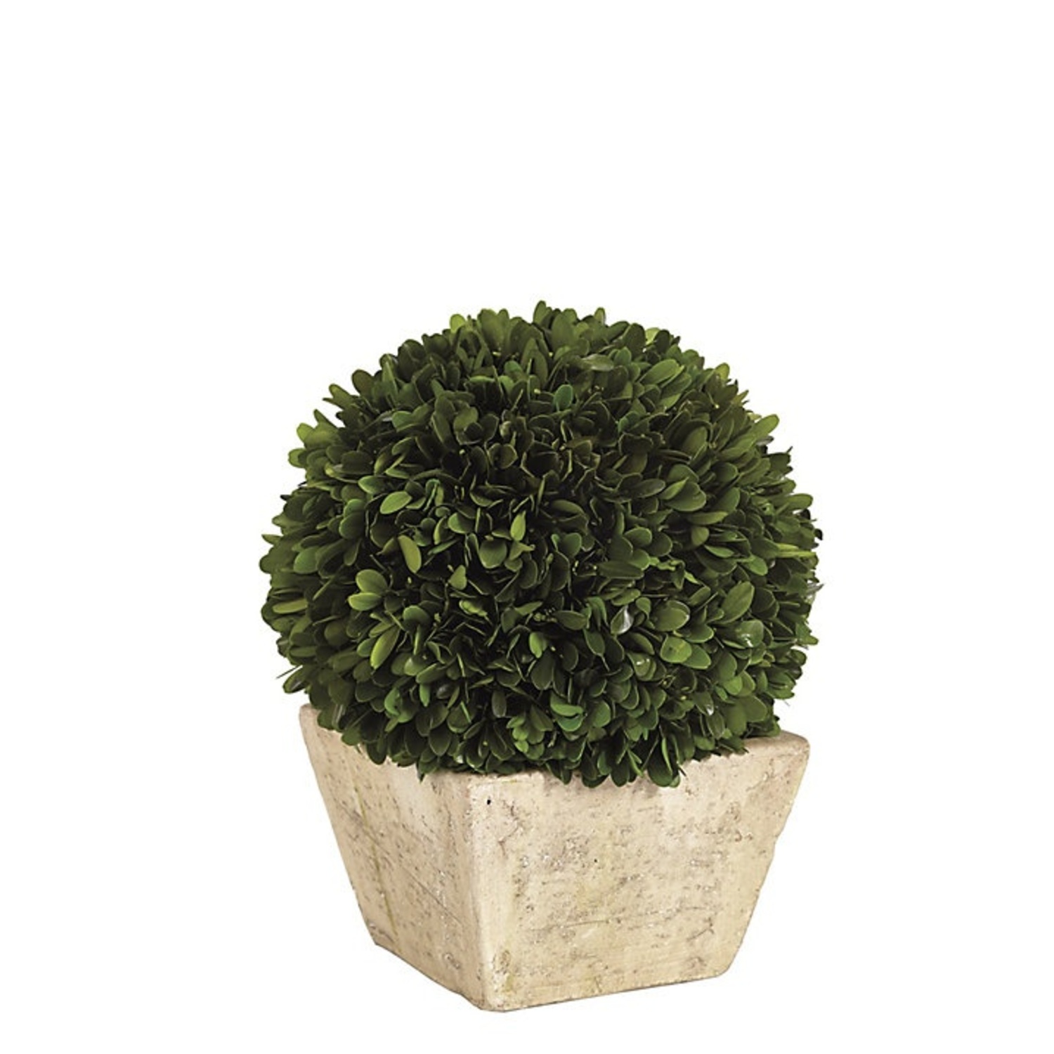 Ballard Designs Preserved Boxwood Topiary - image-4