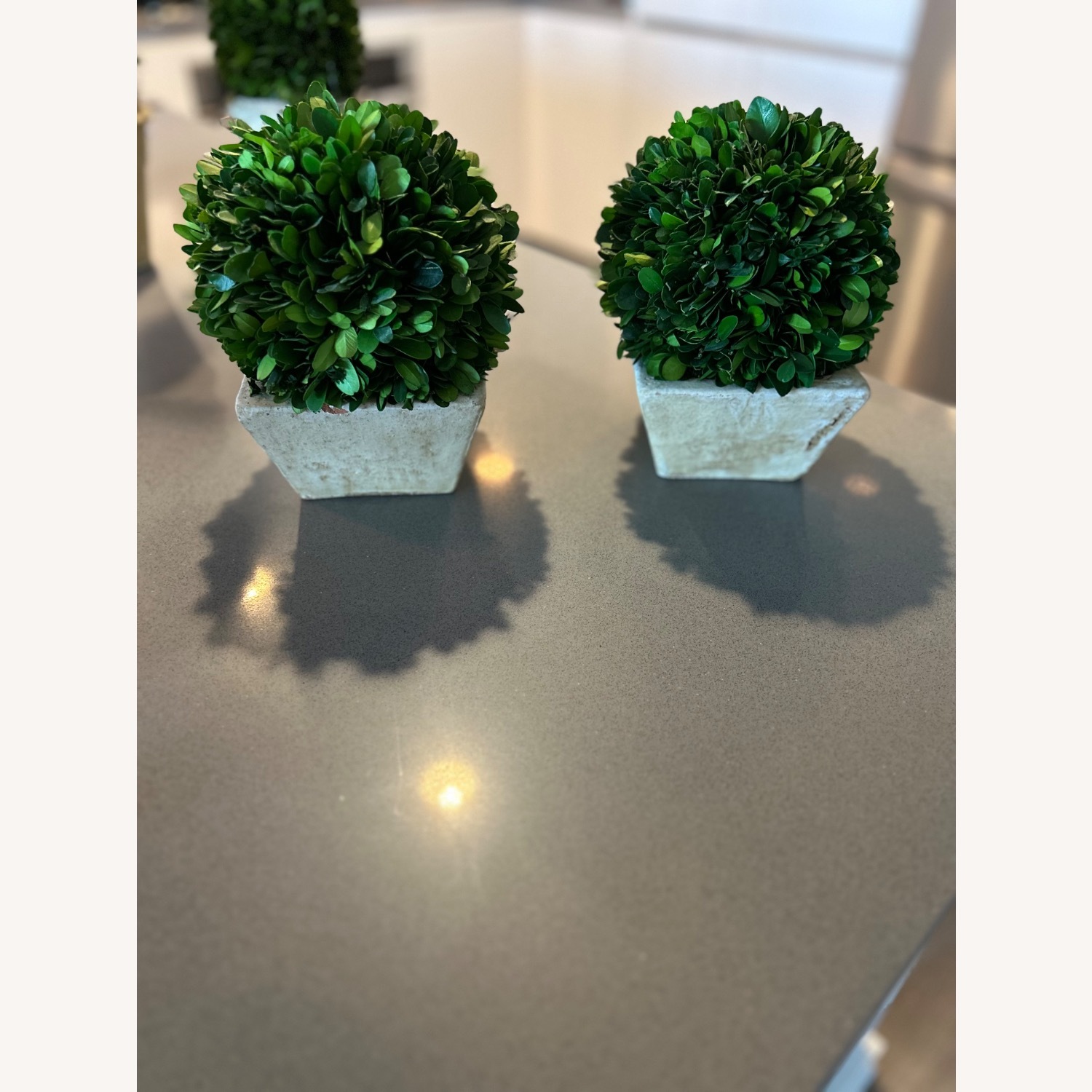 Ballard Designs Preserved Boxwood Topiary - image-1