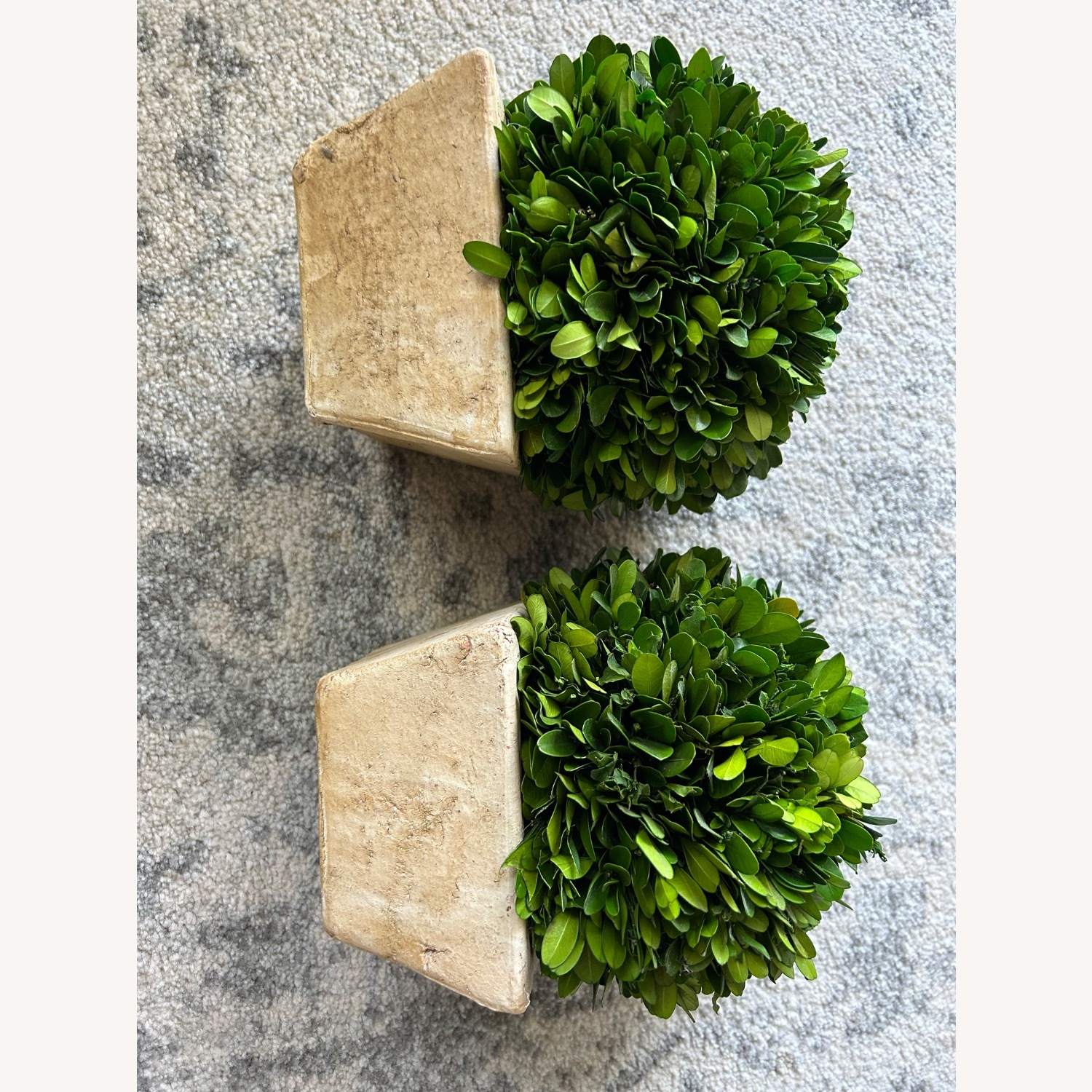 Ballard Designs Preserved Boxwood Topiary - image-2
