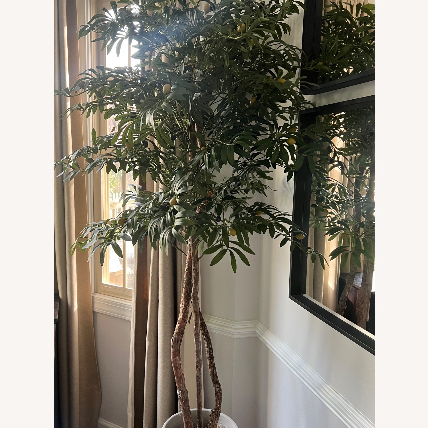 Mediterranean Olive Tree - image-1