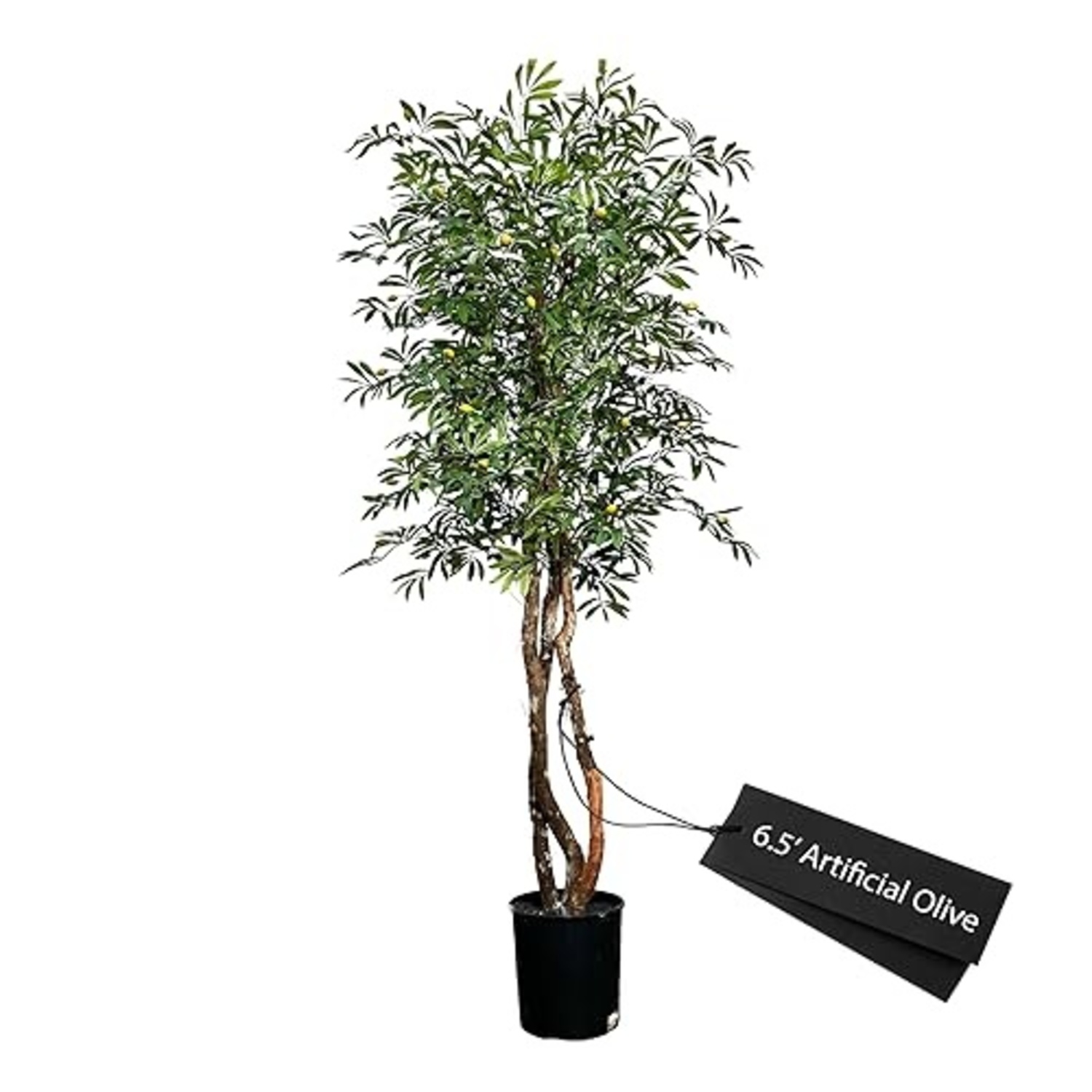 Mediterranean Olive Tree - image-6